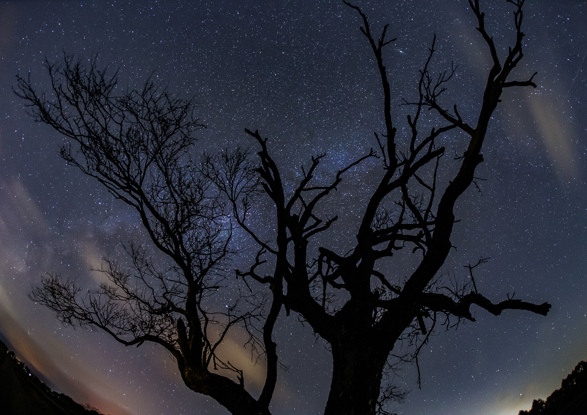 Canon EOS 6D + Sigma 15mm f/2.8 EX Fisheye sample photo. Tree made of stars. photography