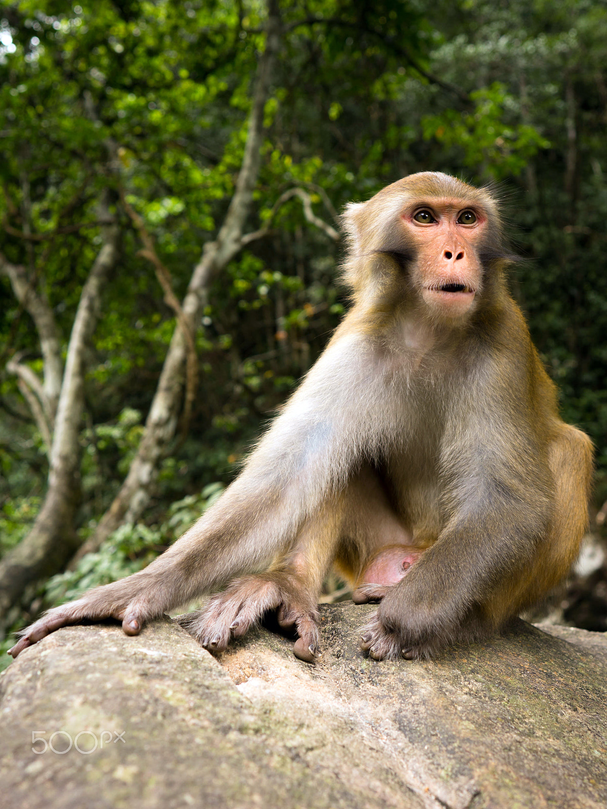 Sony a7 II + ZEISS Batis 25mm F2 sample photo. Monkey photography