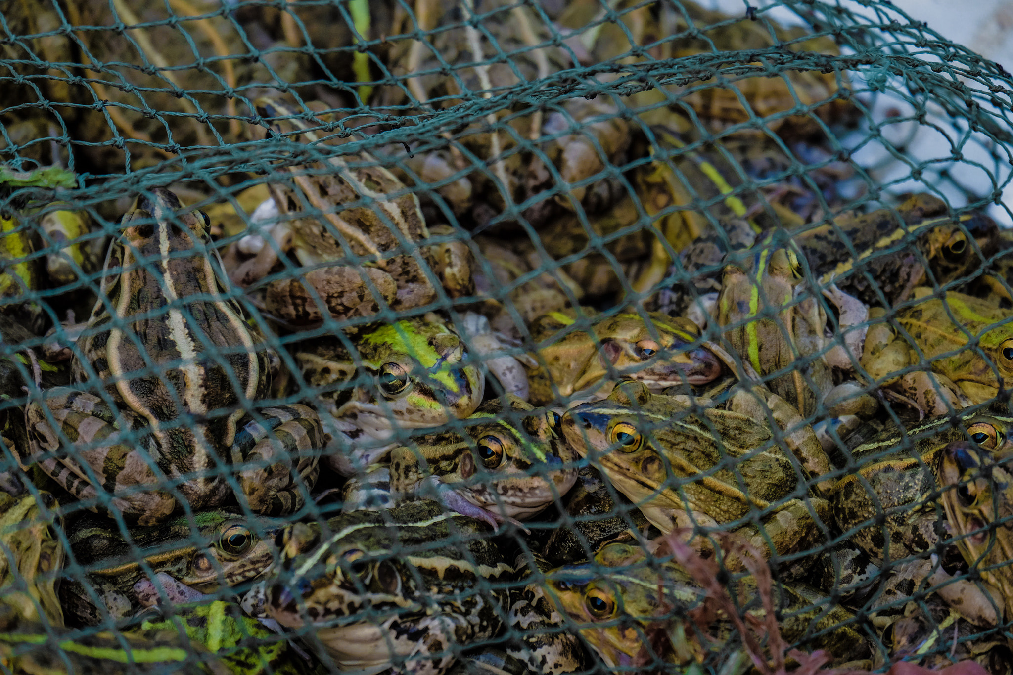 Fujifilm X-T10 + Fujifilm XC 50-230mm F4.5-6.7 OIS II sample photo. A concentration camp of frogs photography