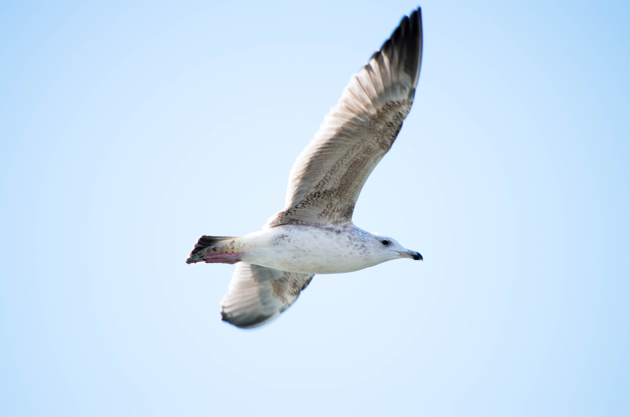 Pentax K-30 sample photo. The seagull photography
