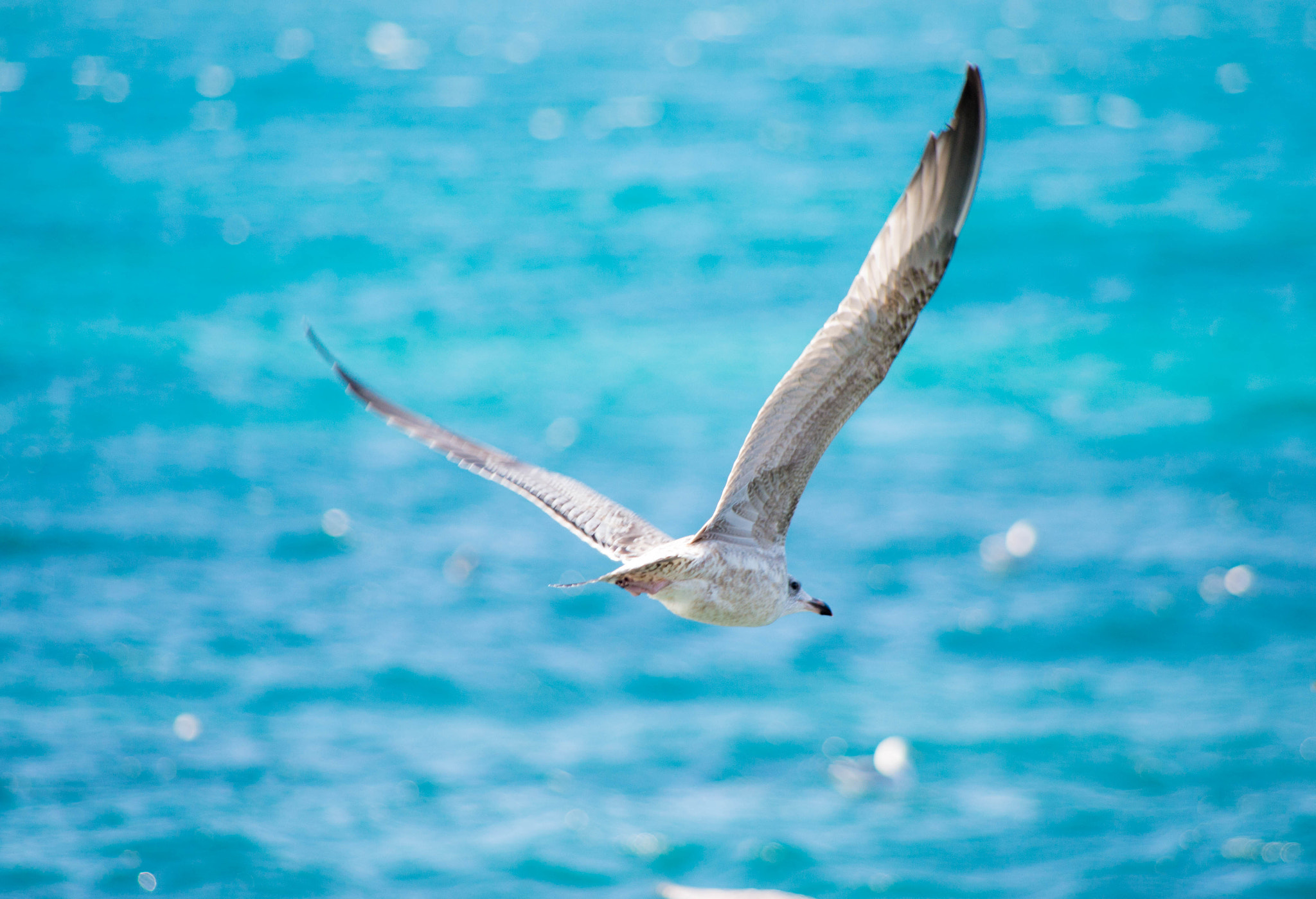 Pentax K-30 sample photo. The seagull photography