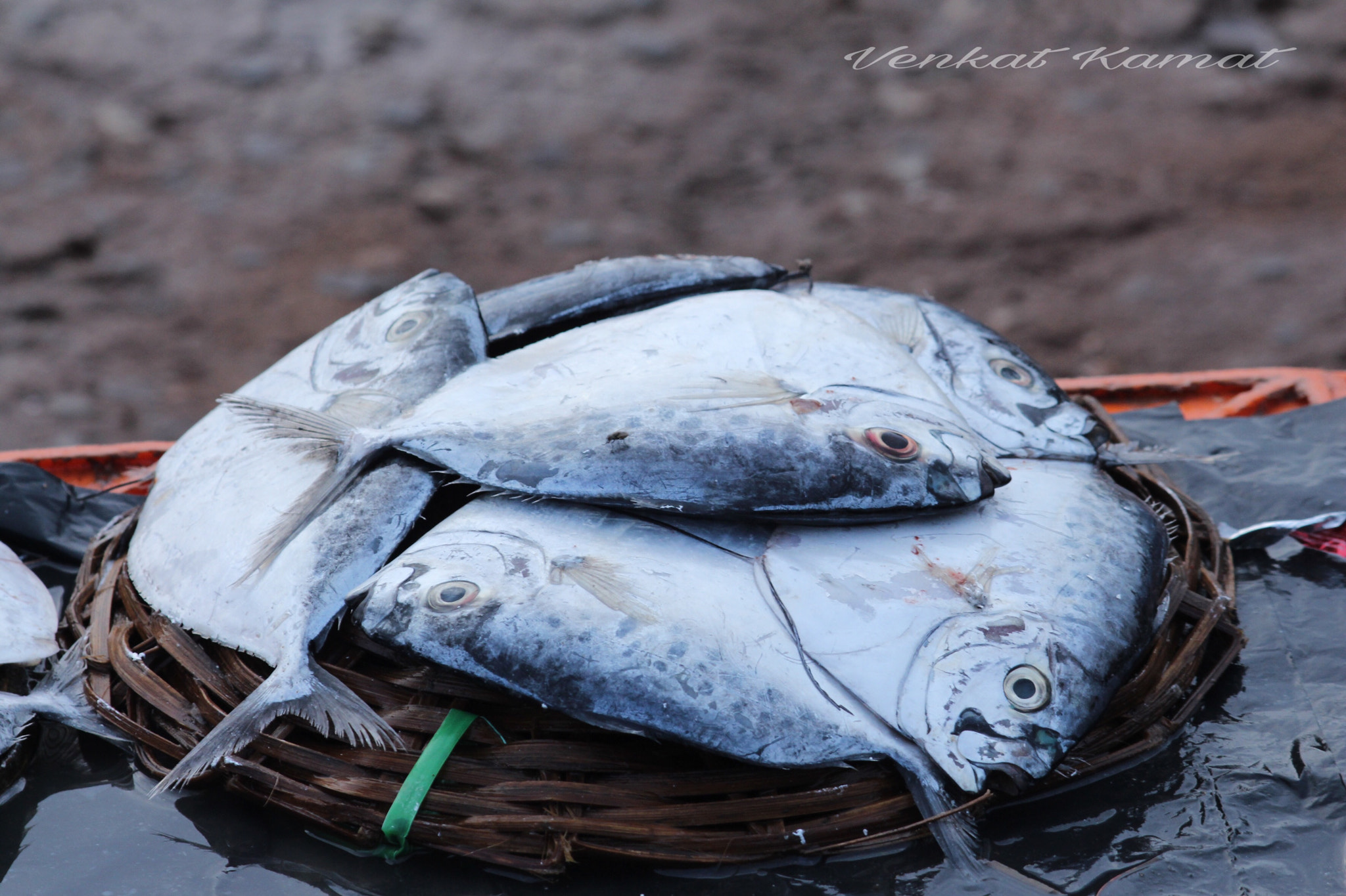 Canon EF-S 55-250mm F4-5.6 IS II sample photo