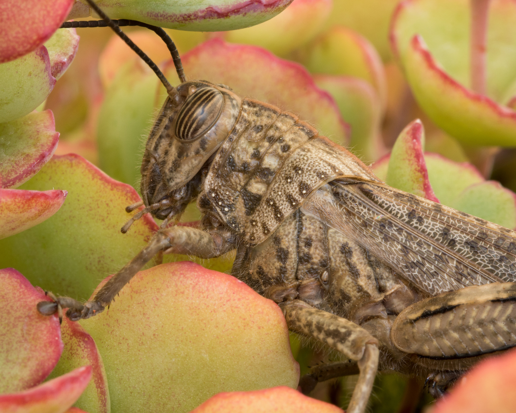 Sigma 105mm F2.8 EX DG OS HSM sample photo. Locust photography