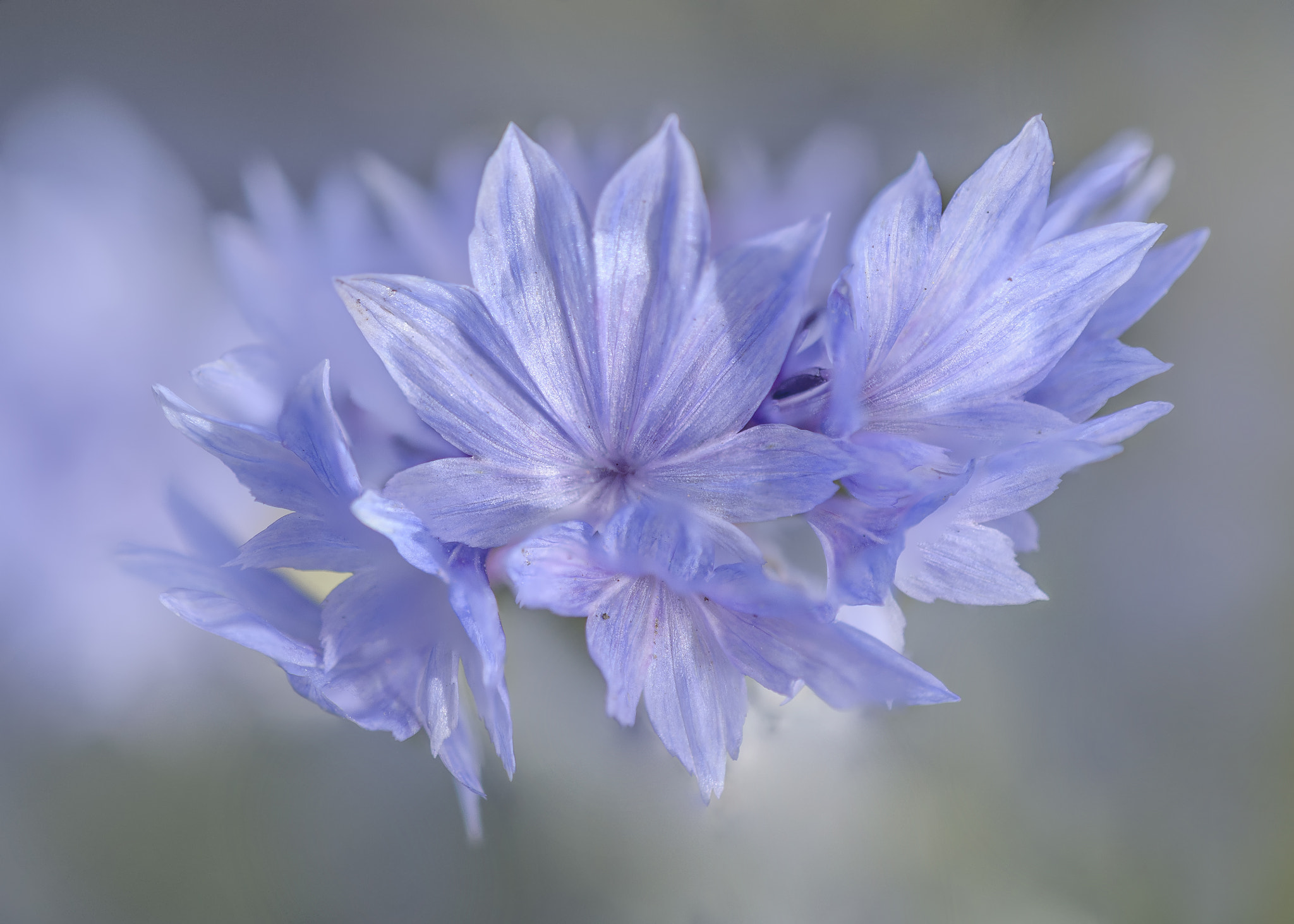 Nikon AF-S DX Micro-Nikkor 85mm F3.5G ED VR sample photo. Blue photography