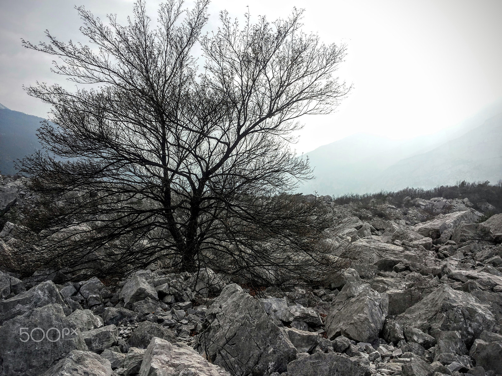 Samsung Galaxy S2 Plus sample photo. Tree and rocks.jpg photography
