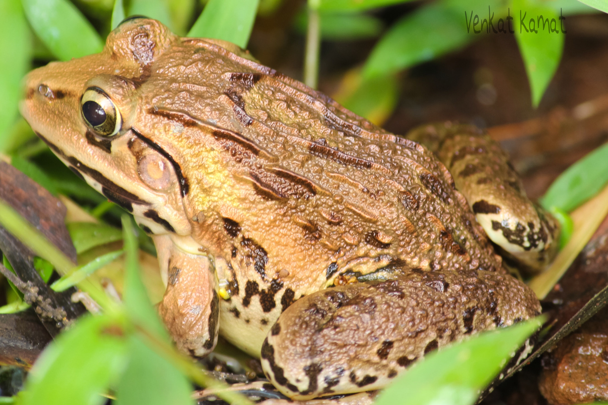 Canon EF-S 55-250mm F4-5.6 IS II sample photo
