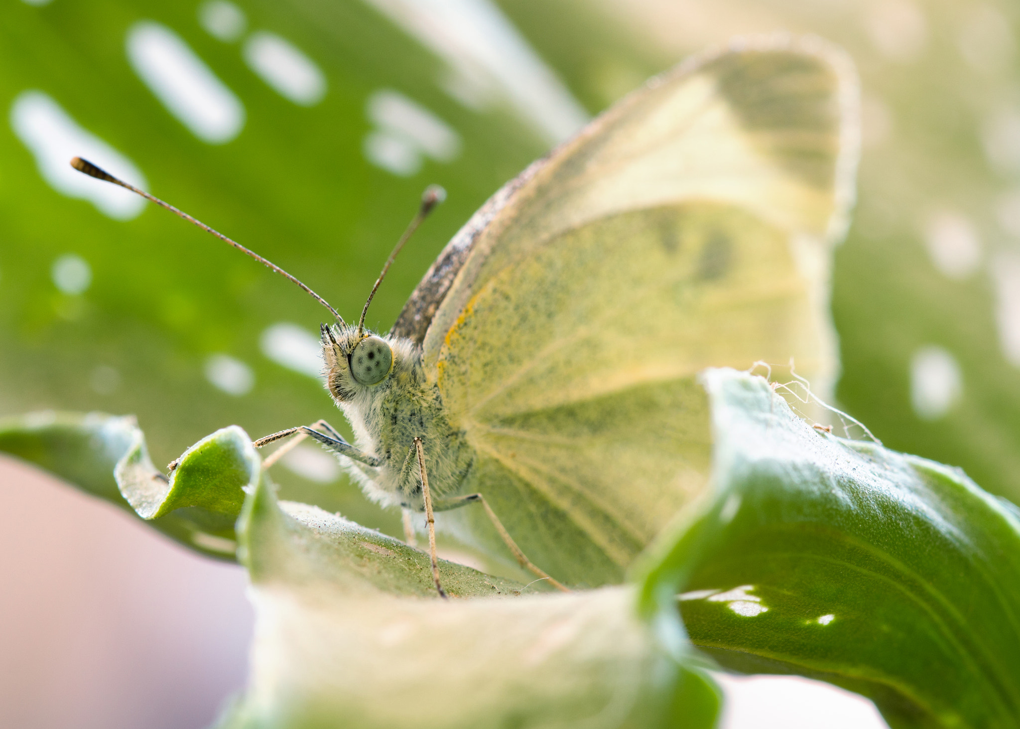 Sigma 105mm F2.8 EX DG OS HSM sample photo. Butterfly photography