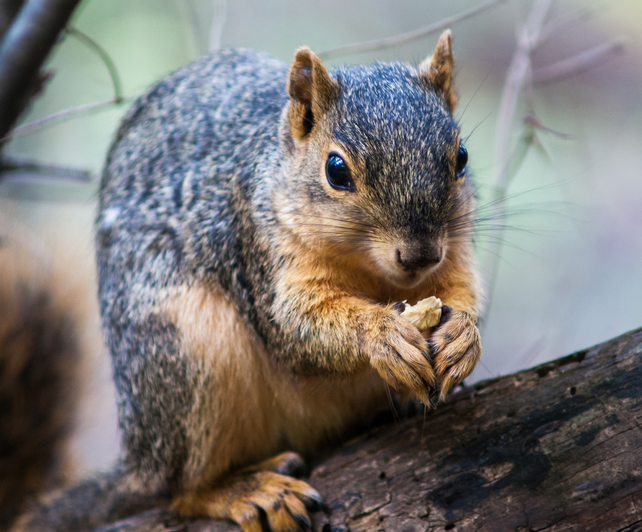 Minolta AF 70-210mm F4 Macro sample photo. Happy squirrel photography