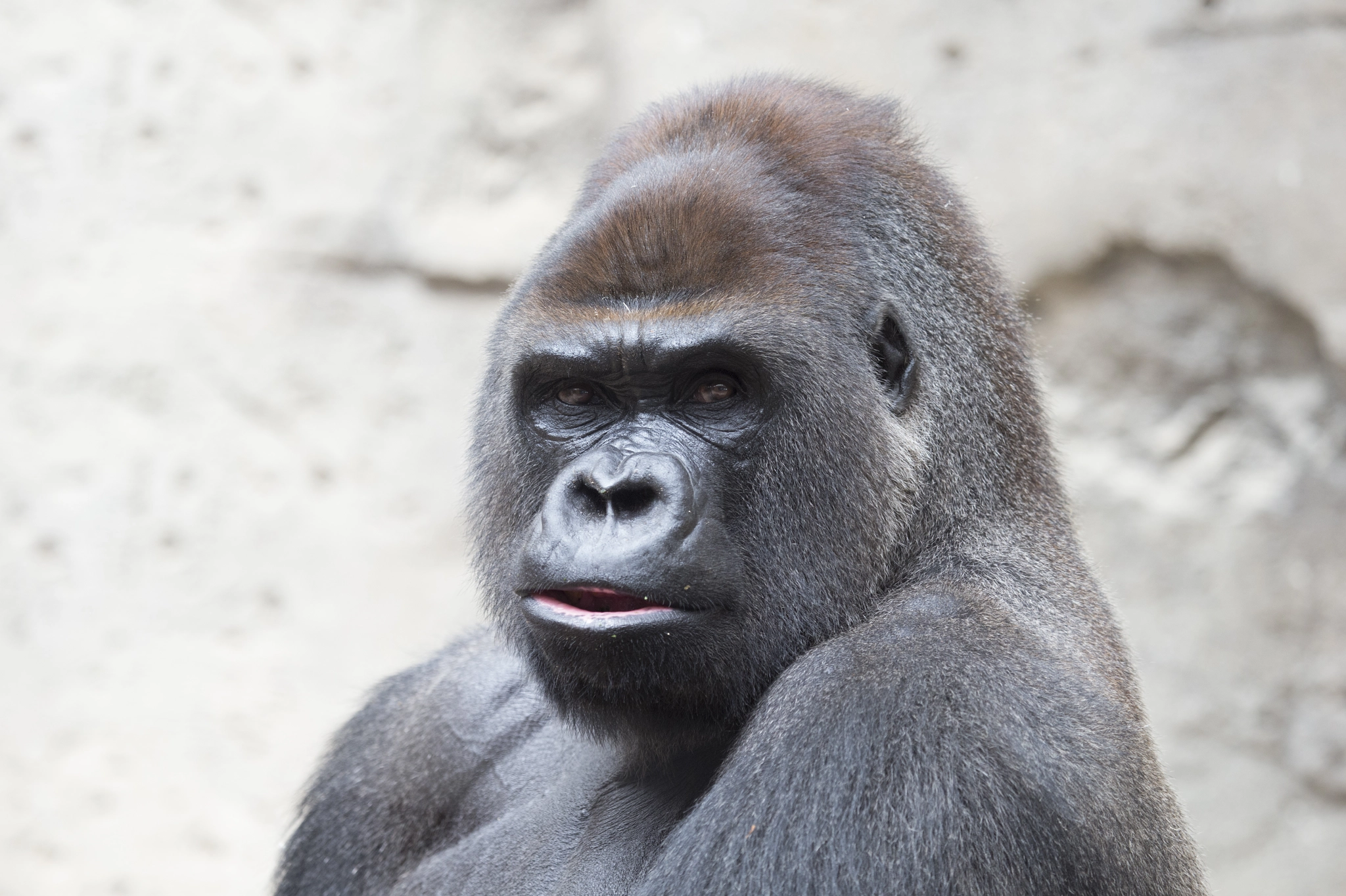 Canon EF 100-400mm F4.5-5.6L IS USM sample photo. Gorilla photography