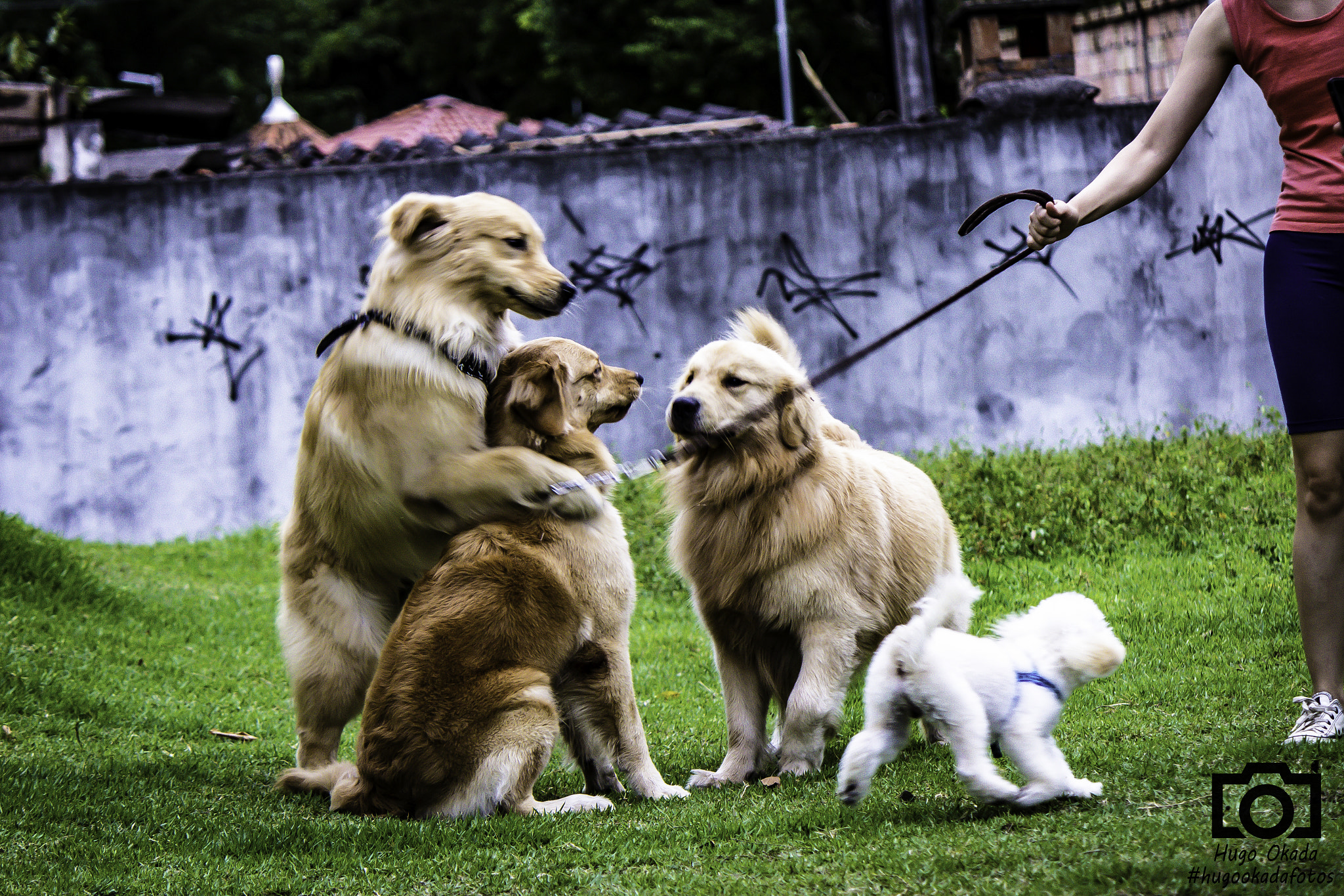 Canon EOS 600D (Rebel EOS T3i / EOS Kiss X5) sample photo. Golden retriever fun photography