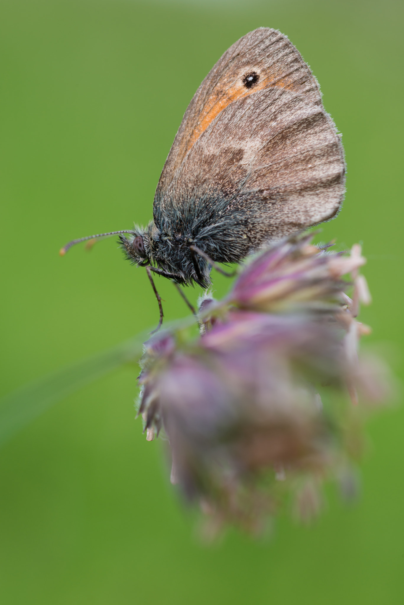 Nikon D800 + AF Micro-Nikkor 55mm f/2.8 sample photo. Kleineswiesenvögelchen photography