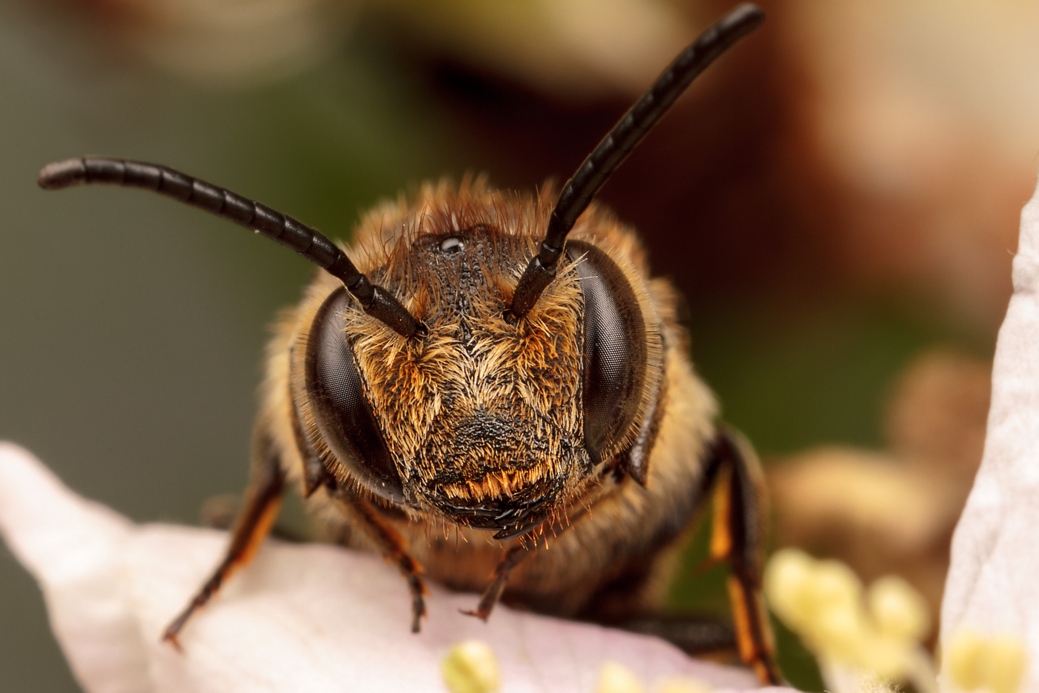 Canon MP-E 65mm F2.5 1-5x Macro Photo sample photo. Leaf cutter cuckoo bee photography