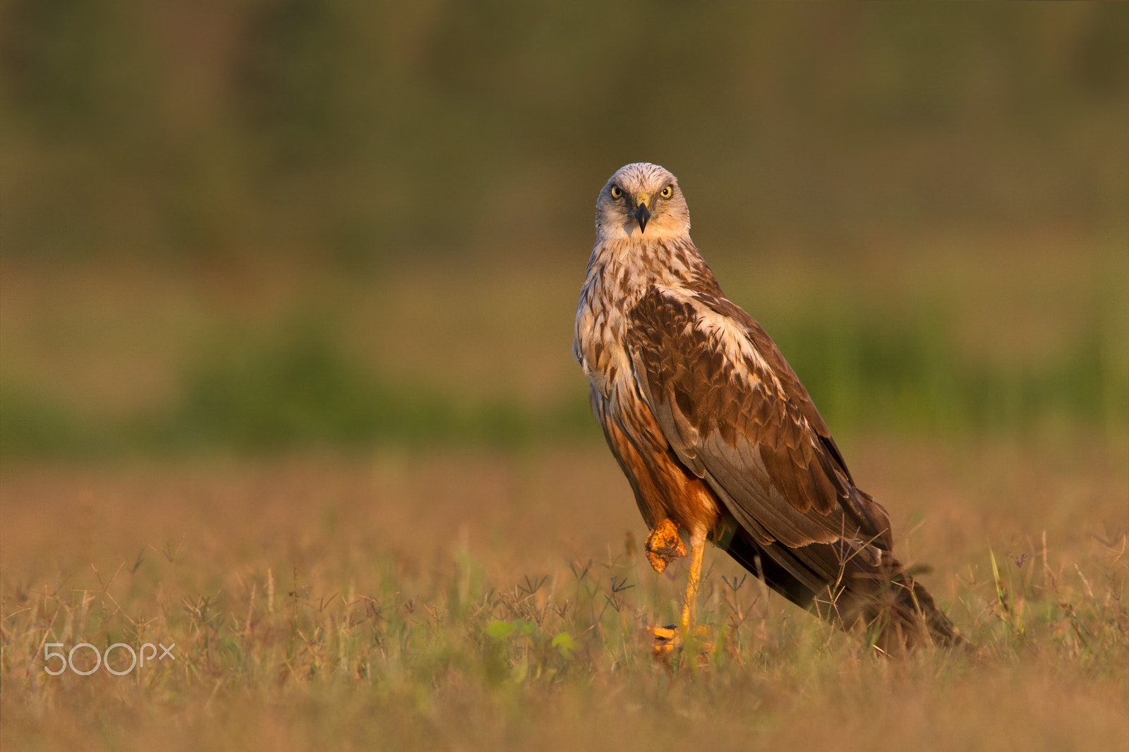 Canon EOS 7D + Canon EF 300mm F4L IS USM sample photo. Marsh harrier, male. photography