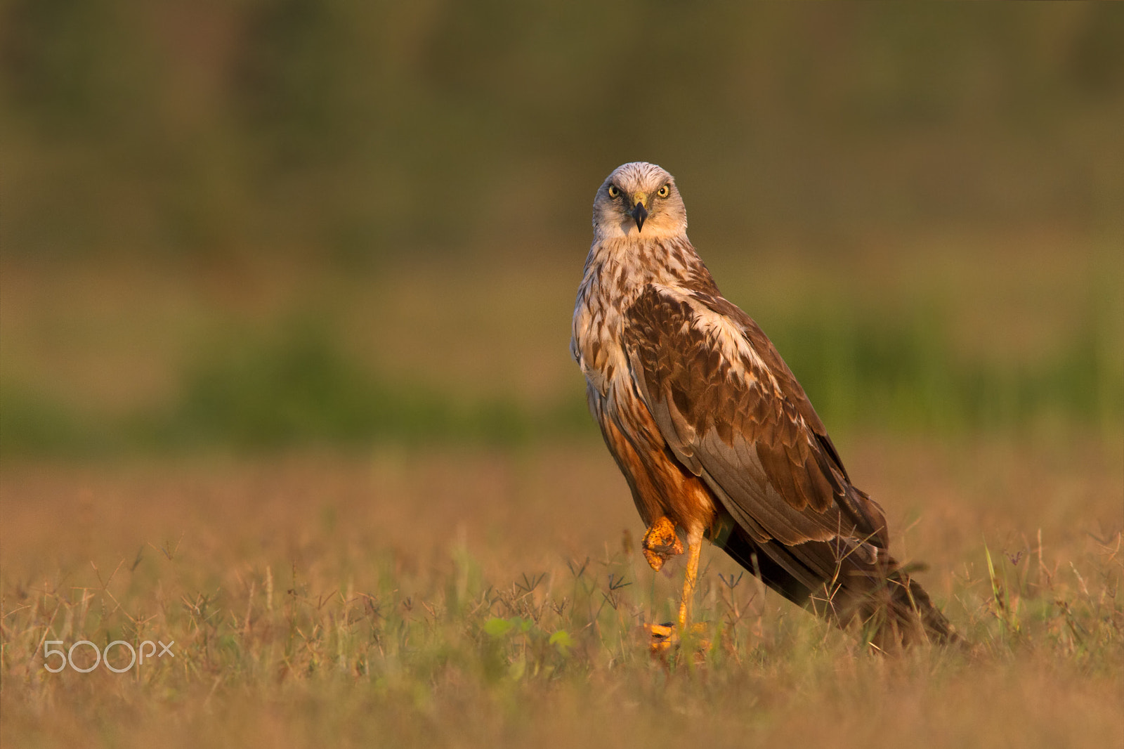 Canon EOS 7D sample photo. Marsh harrier, male. photography