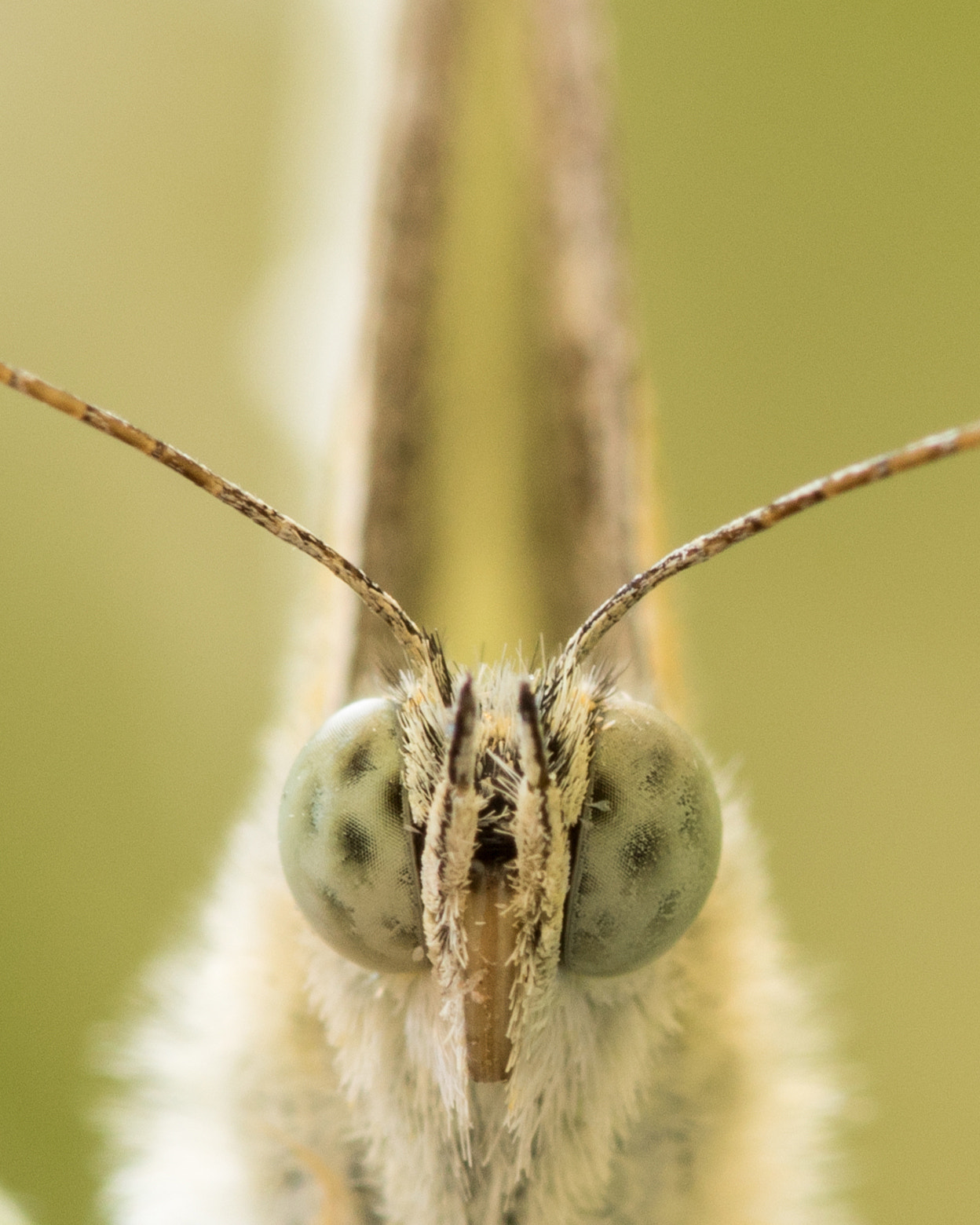 Sigma 105mm F2.8 EX DG OS HSM sample photo. Butterfly face photography