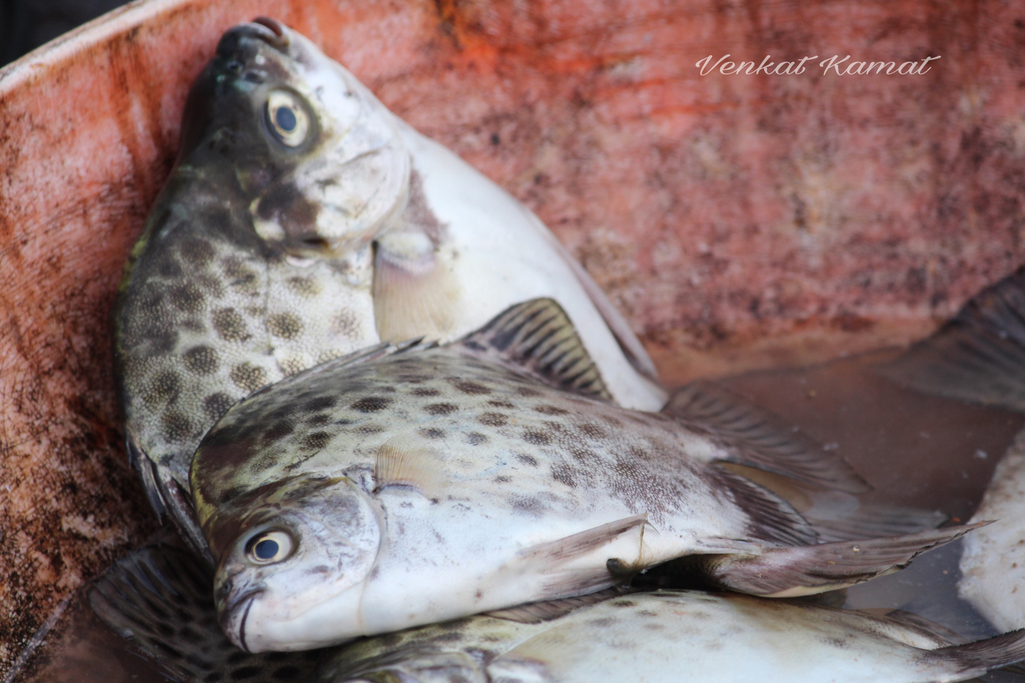 Canon EF-S 55-250mm F4-5.6 IS II sample photo