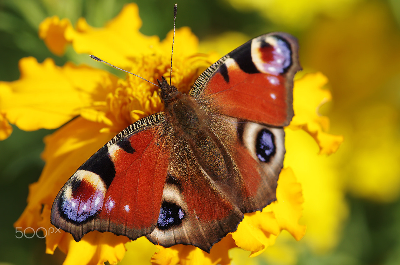 Pentax smc D-FA 100mm F2.8 Macro WR sample photo. Butterfly photography