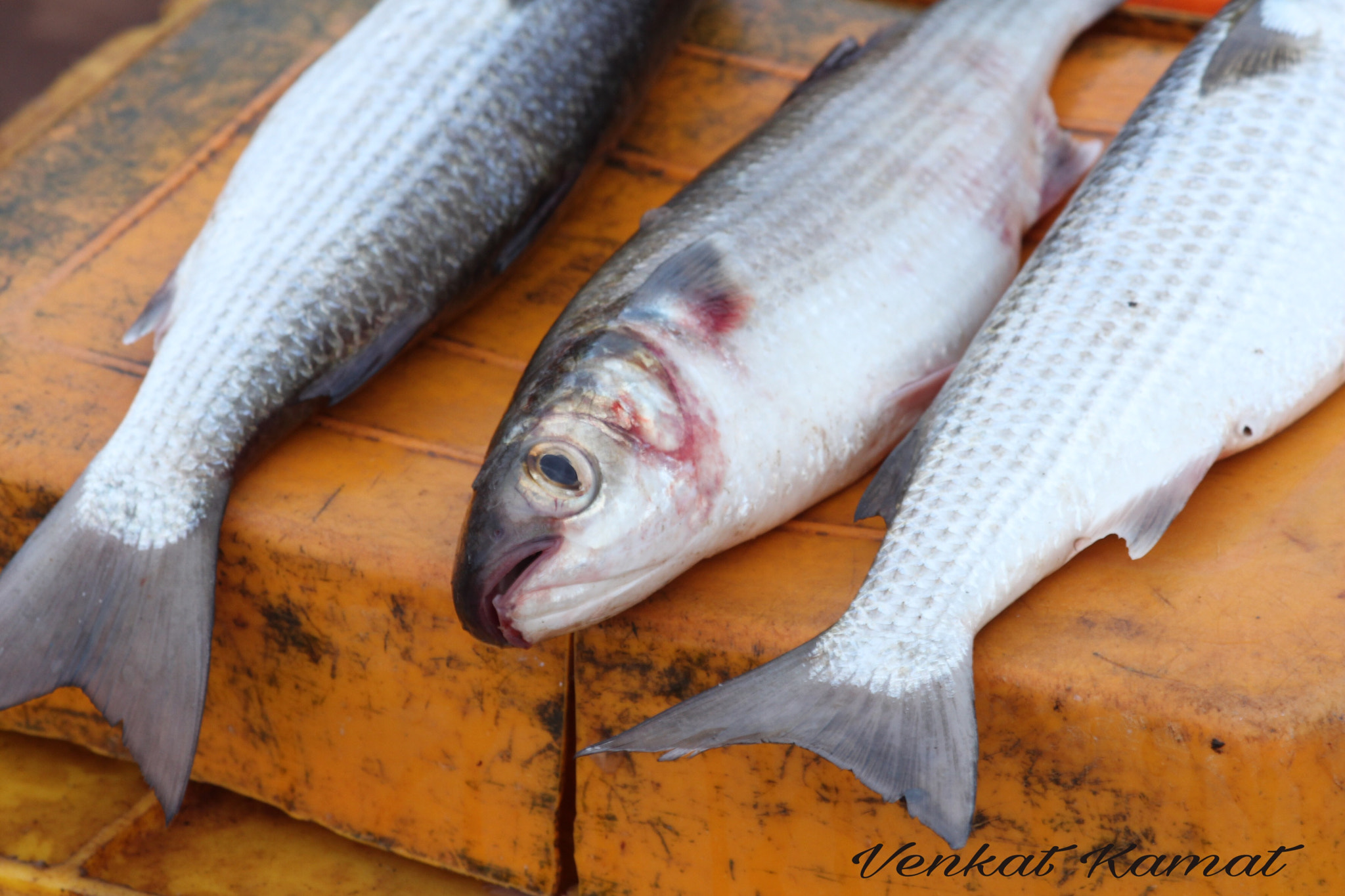 Canon EF-S 55-250mm F4-5.6 IS II sample photo