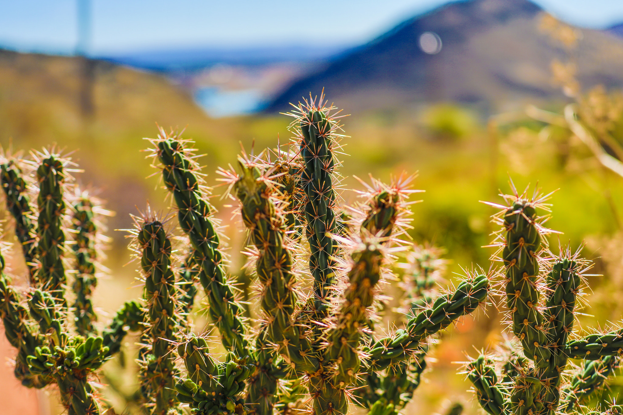 Canon EF 70-300mm F4-5.6L IS USM sample photo. Prickle photography