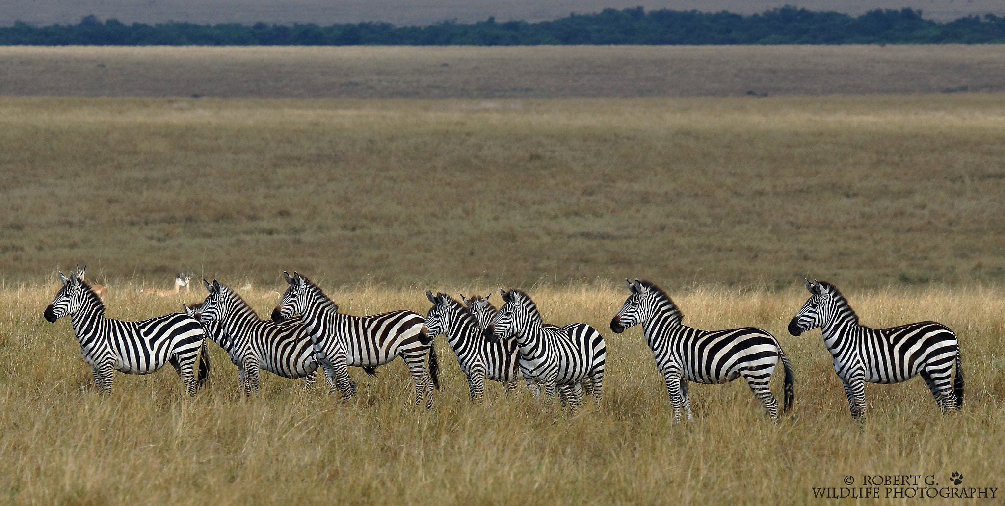 Sony SLT-A77 + Tamron SP 150-600mm F5-6.3 Di VC USD sample photo. Zebra in masai mara 2016 photography