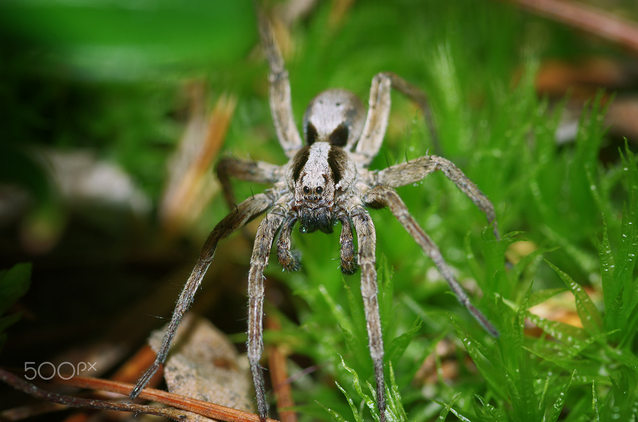 Pentax smc D-FA 100mm F2.8 Macro WR sample photo. Grey spider photography