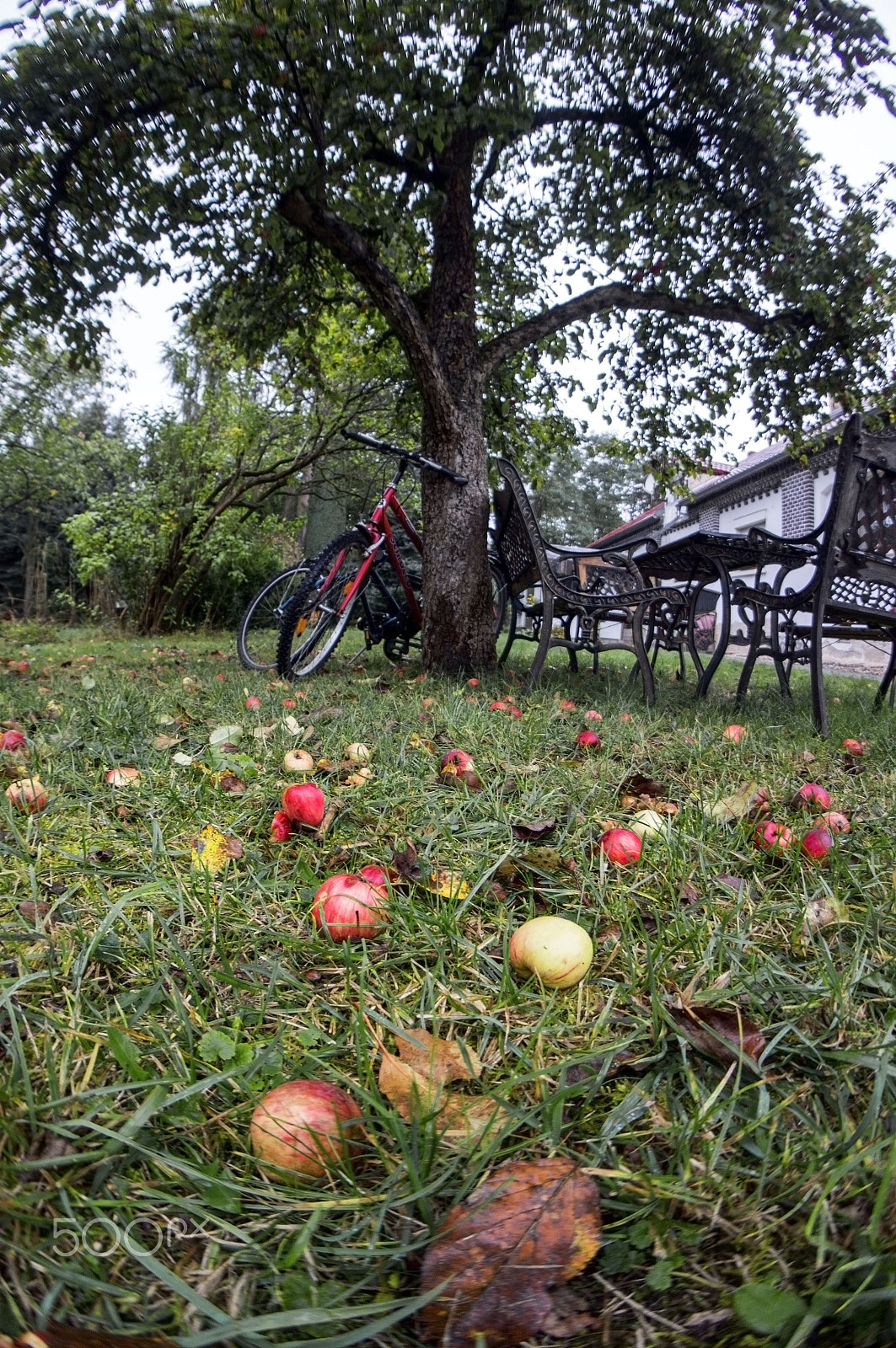 Sony Alpha NEX-5N + Sony E 16mm F2.8 sample photo. Apples photography