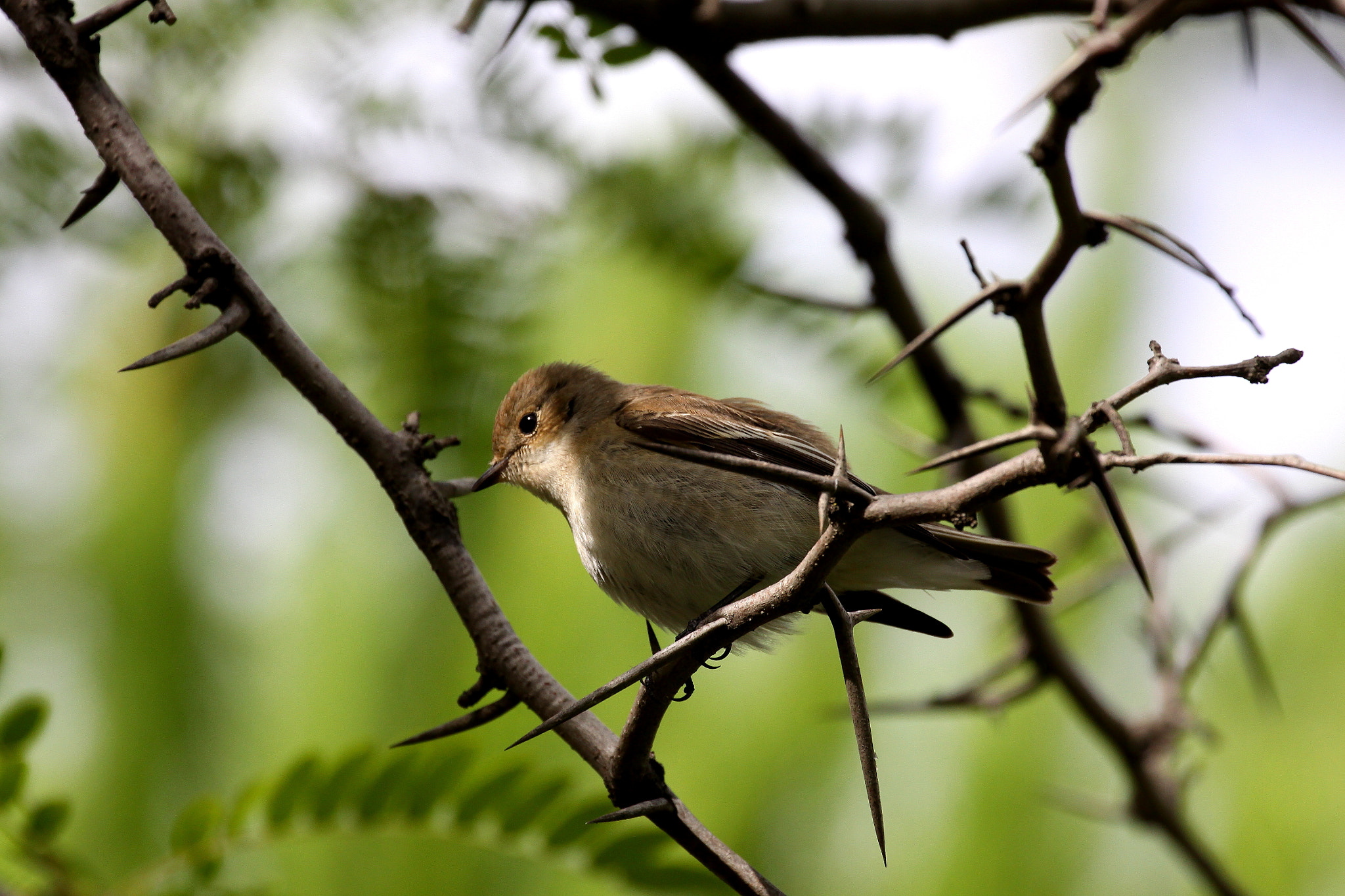 Canon EF 70-300mm F4-5.6L IS USM sample photo. Papamoscas cerrojillo (ficedula hypoleuca) photography