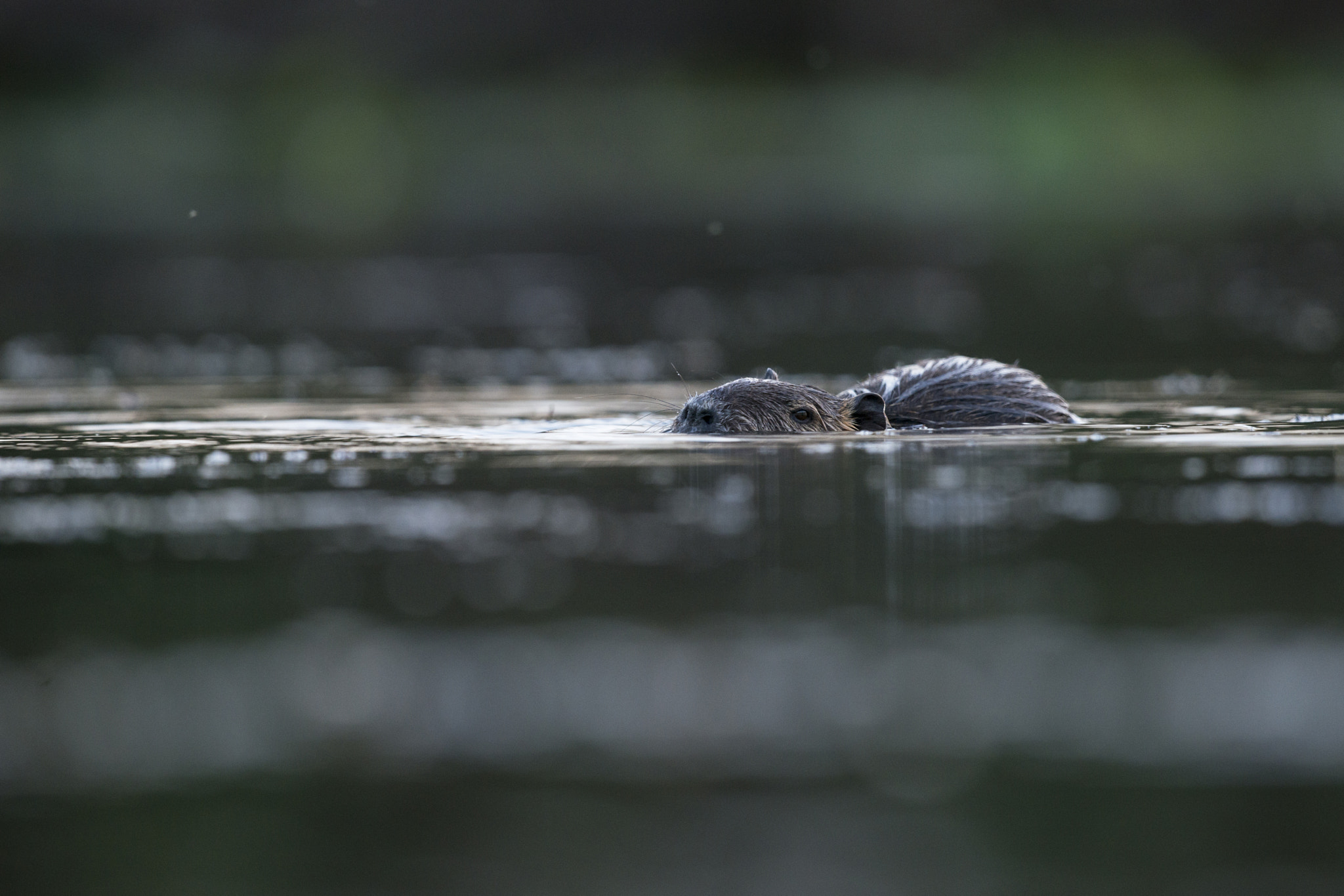 Nikon D800E + Nikon AF-S Nikkor 500mm F4G ED VR sample photo. Last light with my friend photography