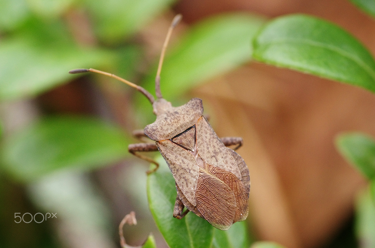 Pentax smc D-FA 100mm F2.8 Macro WR sample photo. Brown bug photography