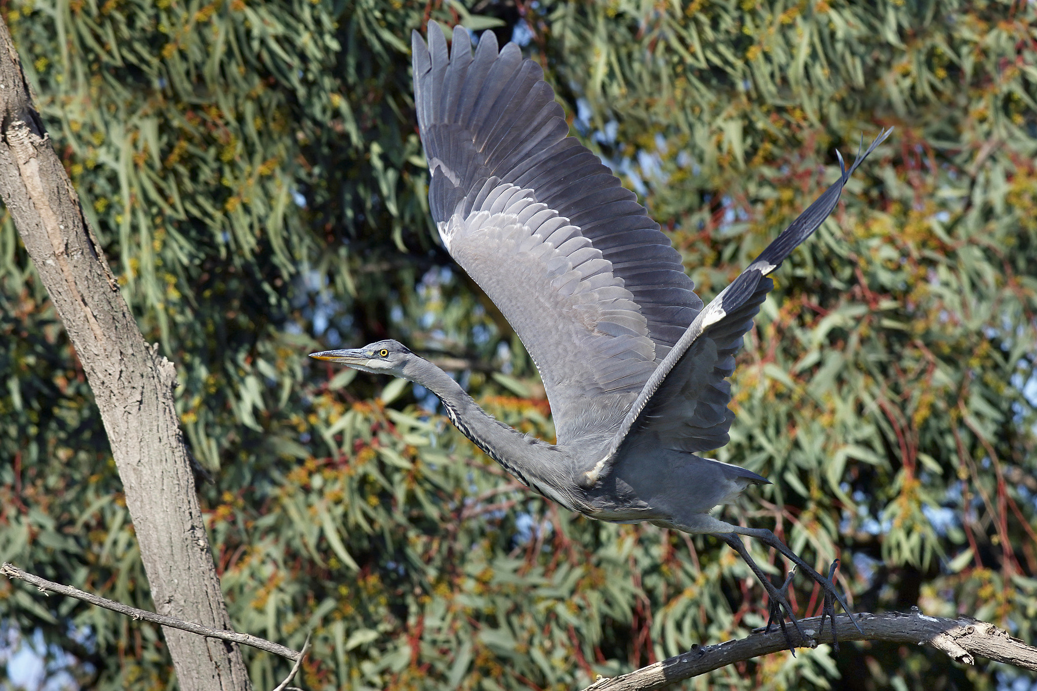 Canon EF 500mm f/4.5L sample photo. Grey heron photography