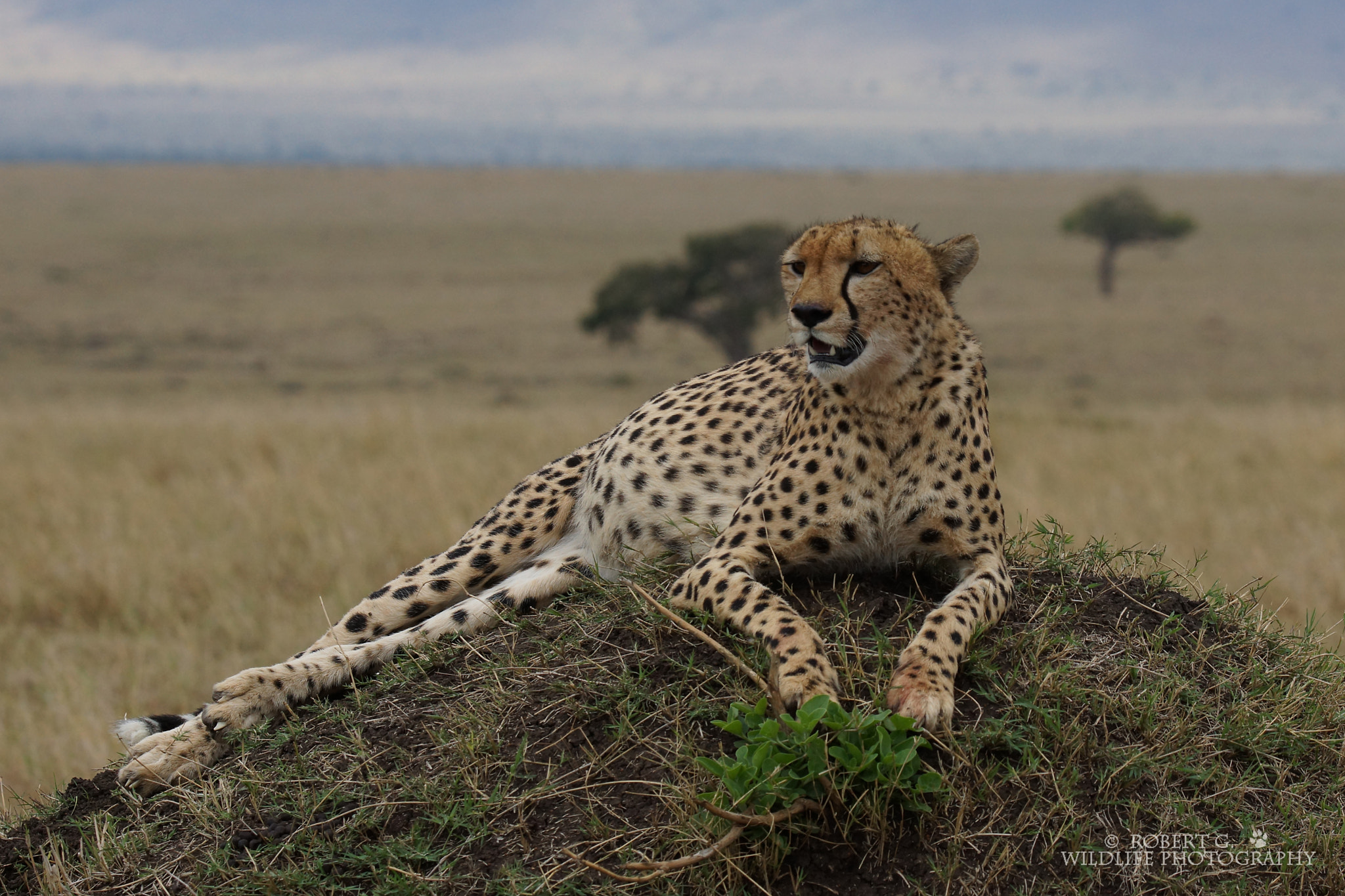 Sony SLT-A77 sample photo. Cheetah relaxing on hill 2016 photography