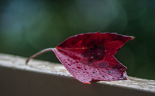 Canon EF 75-300mm F4.0-5.6 IS USM sample photo. Being wet !! photography