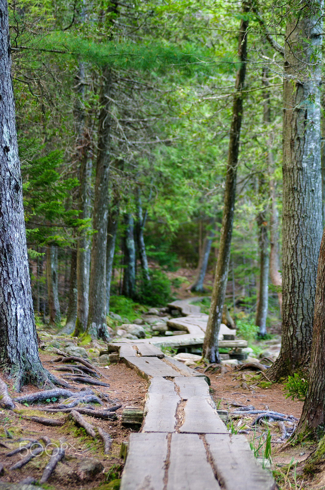 smc PENTAX-FA* 28-70mm F2.8 AL sample photo. Acadia photography