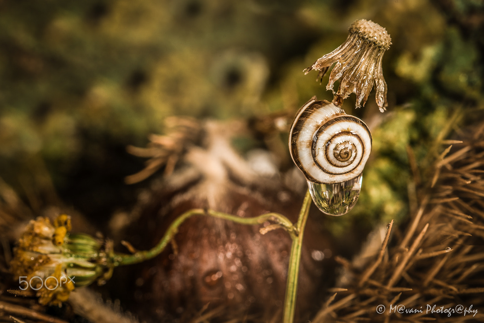 Nikon D750 + Sigma 105mm F2.8 EX DG Macro sample photo. Too small umbrella ! photography