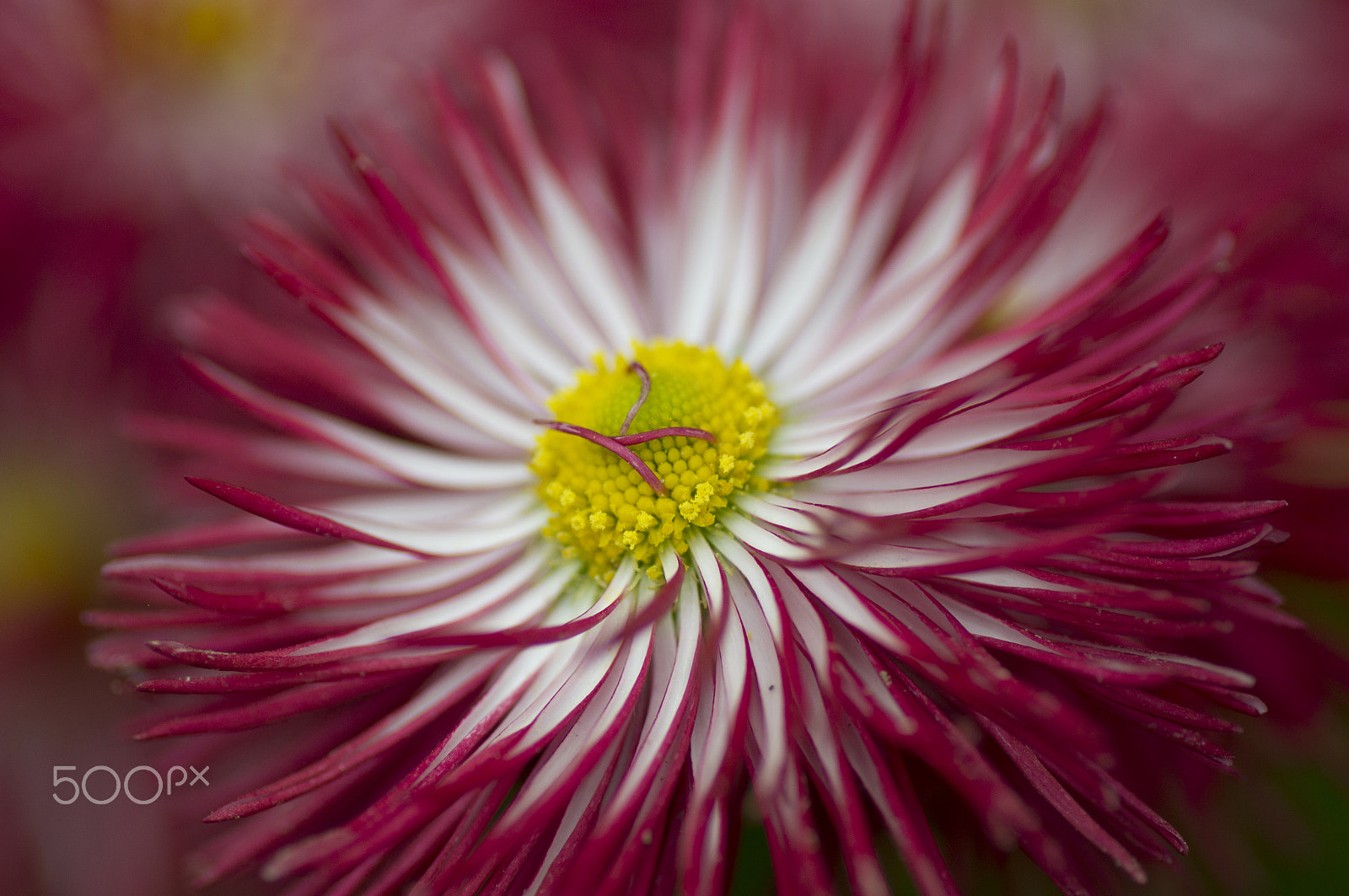 Sony SLT-A55 (SLT-A55V) + Tamron SP AF 90mm F2.8 Di Macro sample photo. Flower photography