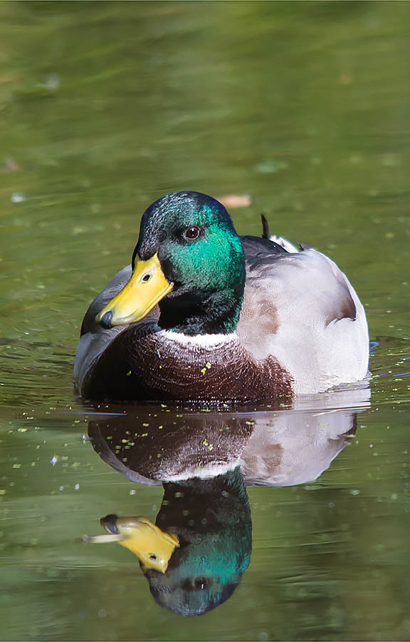 Sigma 150-500mm F5-6.3 DG OS HSM sample photo. Uk weather windy and cool photography