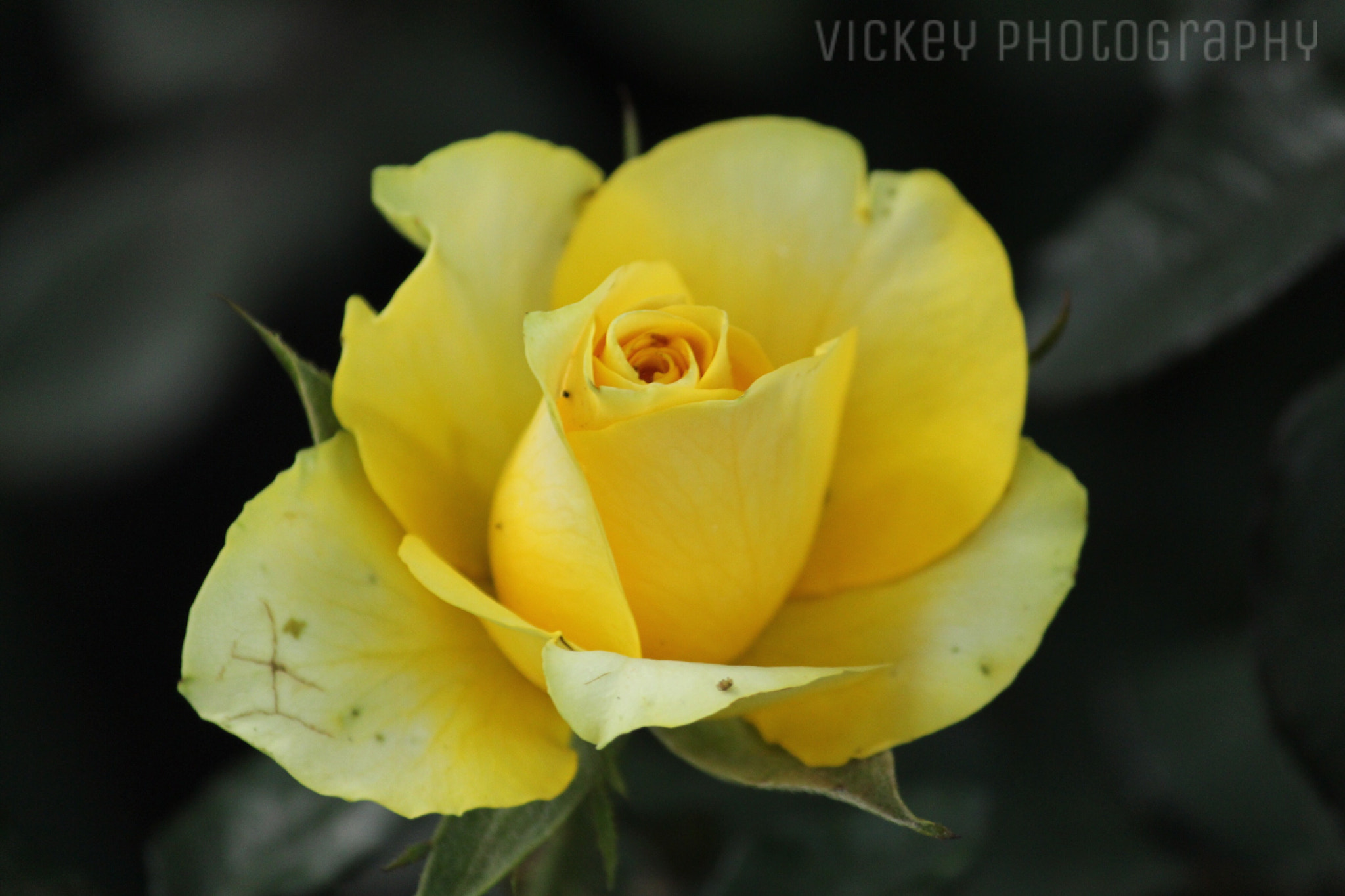 Canon EF-S 55-250mm F4-5.6 IS II sample photo