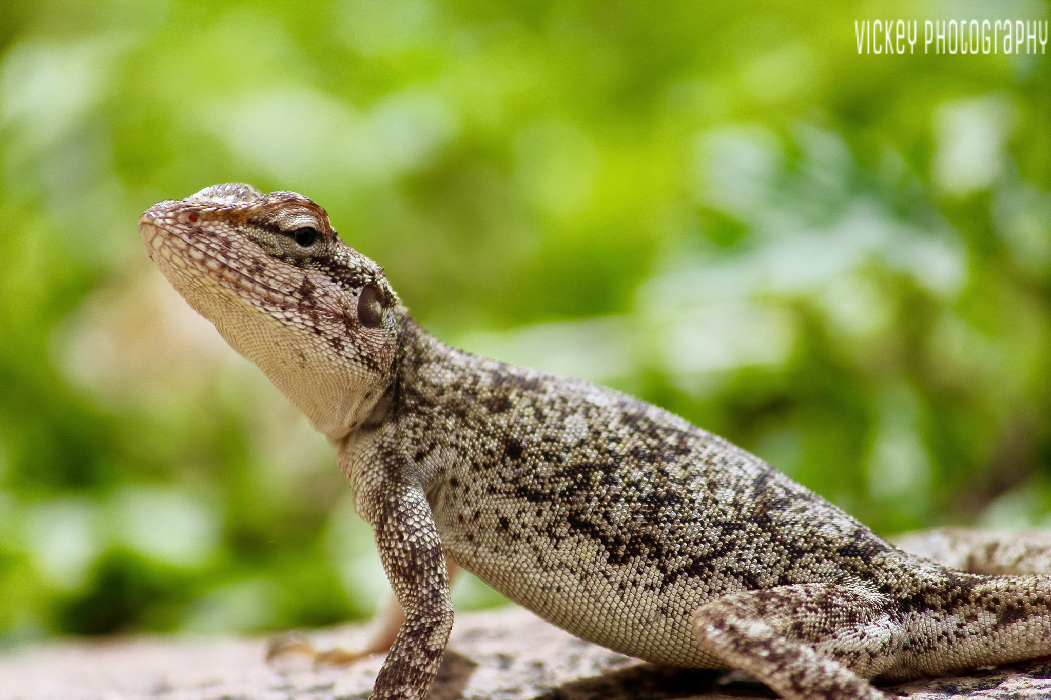 Canon EF-S 55-250mm F4-5.6 IS II sample photo