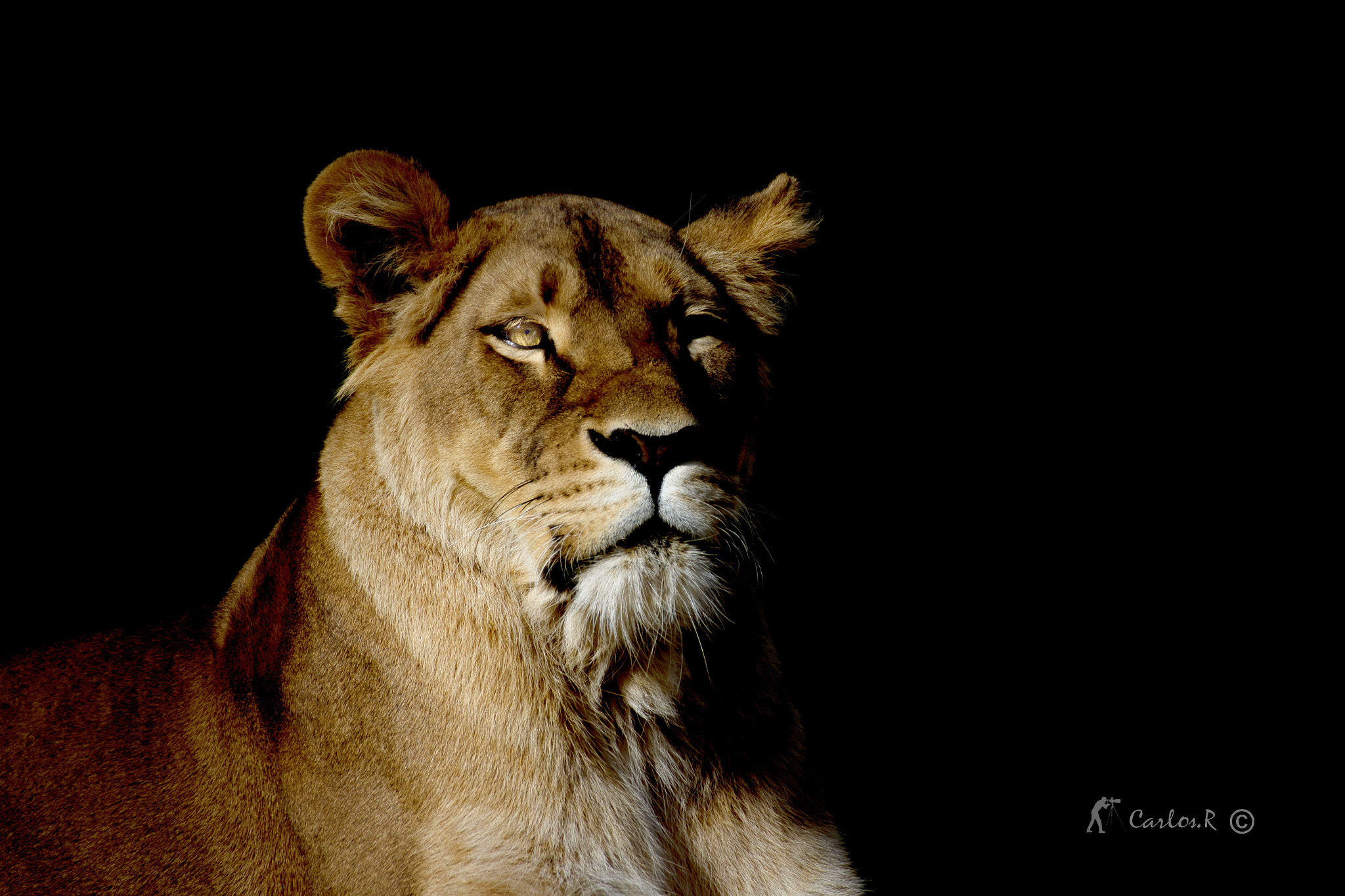Canon EOS 7D sample photo. Portrait d une lionne.2 photography