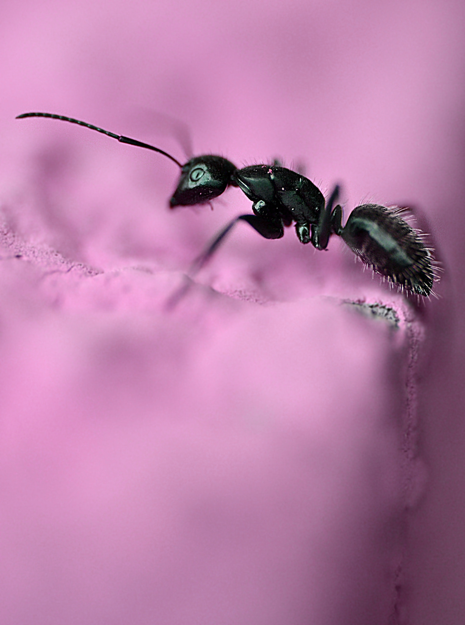 Sigma 105mm F2.8 EX DG OS HSM sample photo. Big babol photography