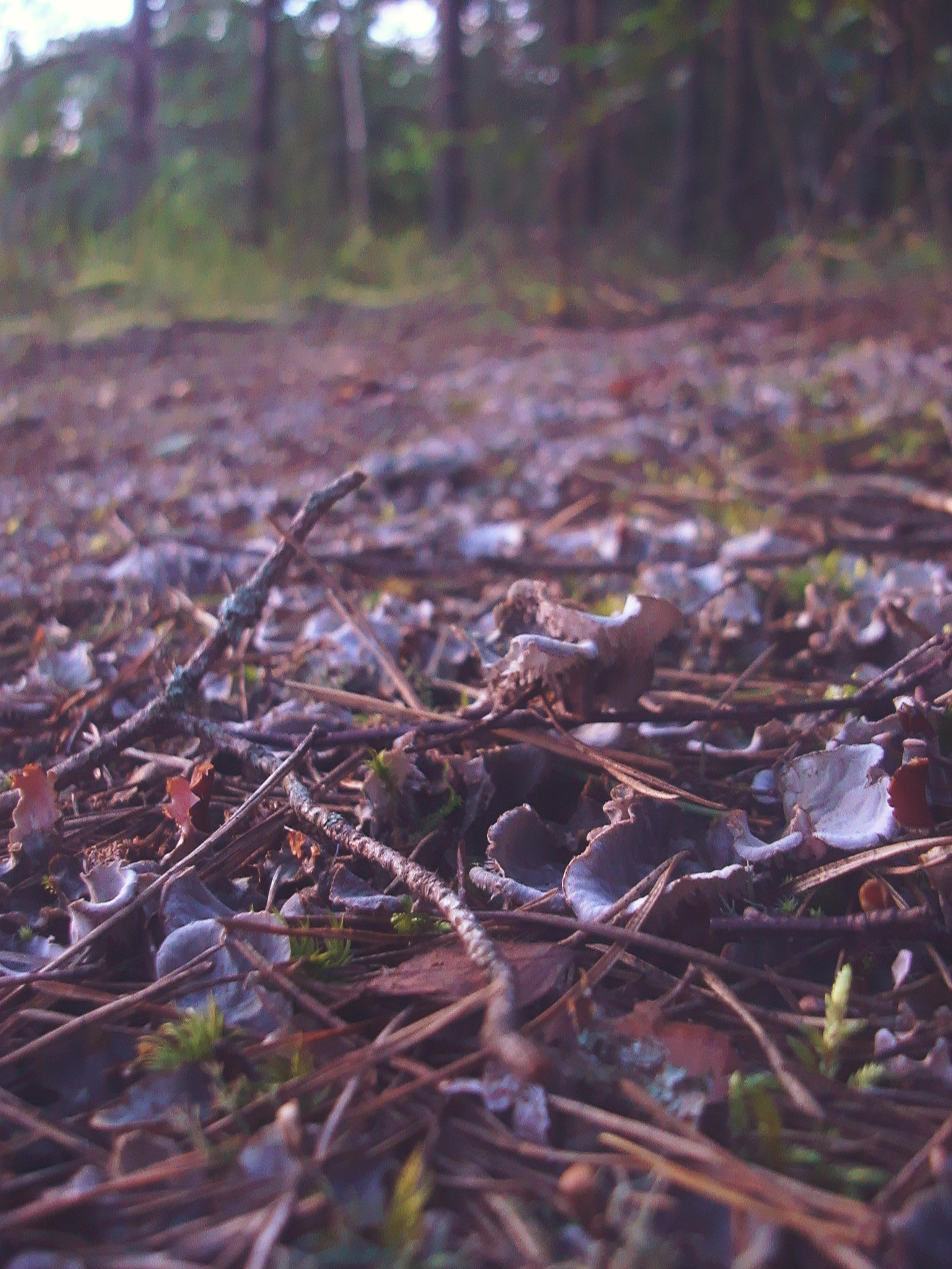 Sony DSC-W200 sample photo. Footpath from a moss in the wood. photography