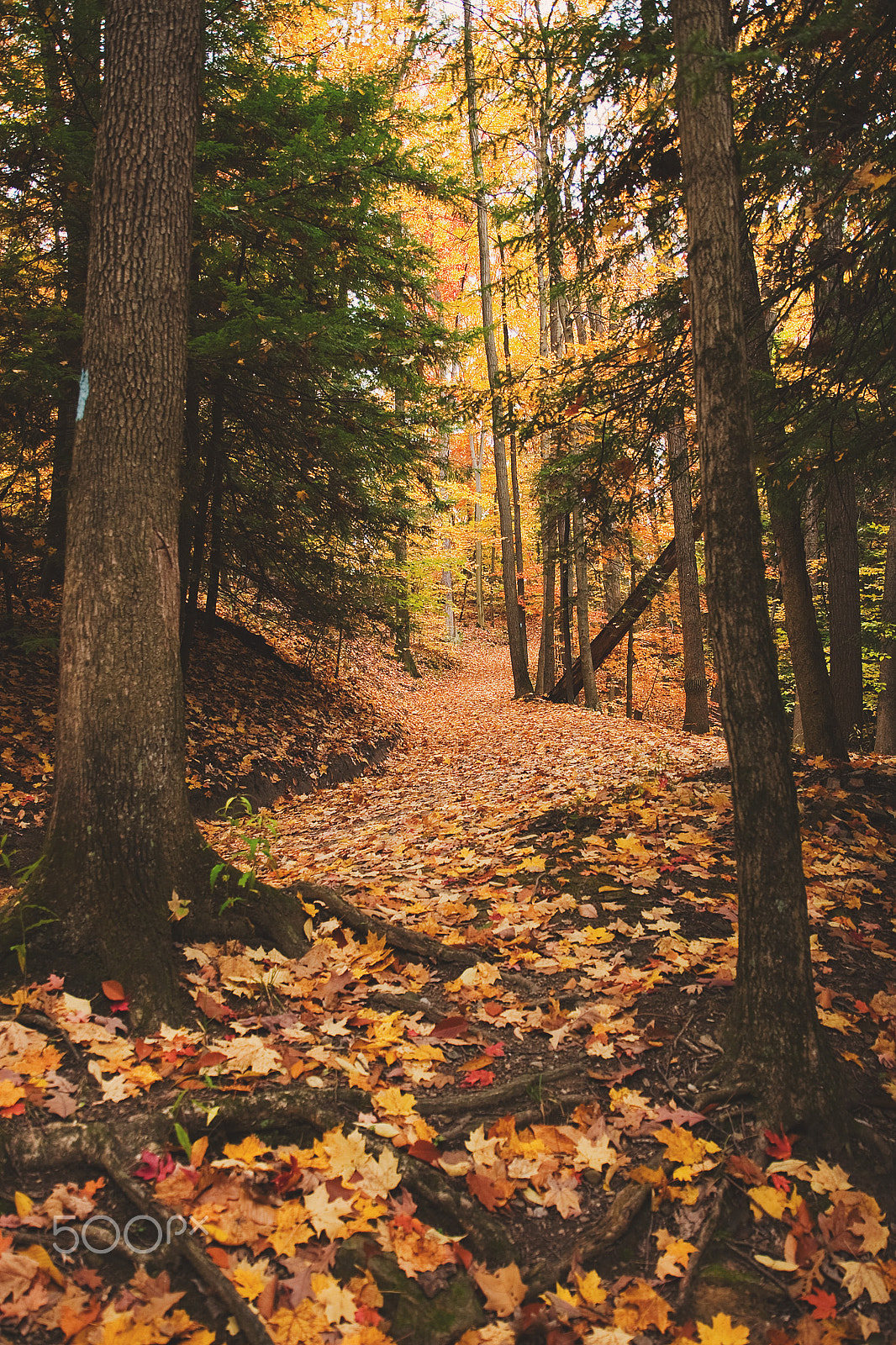 Canon EOS 30D + Canon EF-S 17-55mm F2.8 IS USM sample photo. Autumn in the woods photography