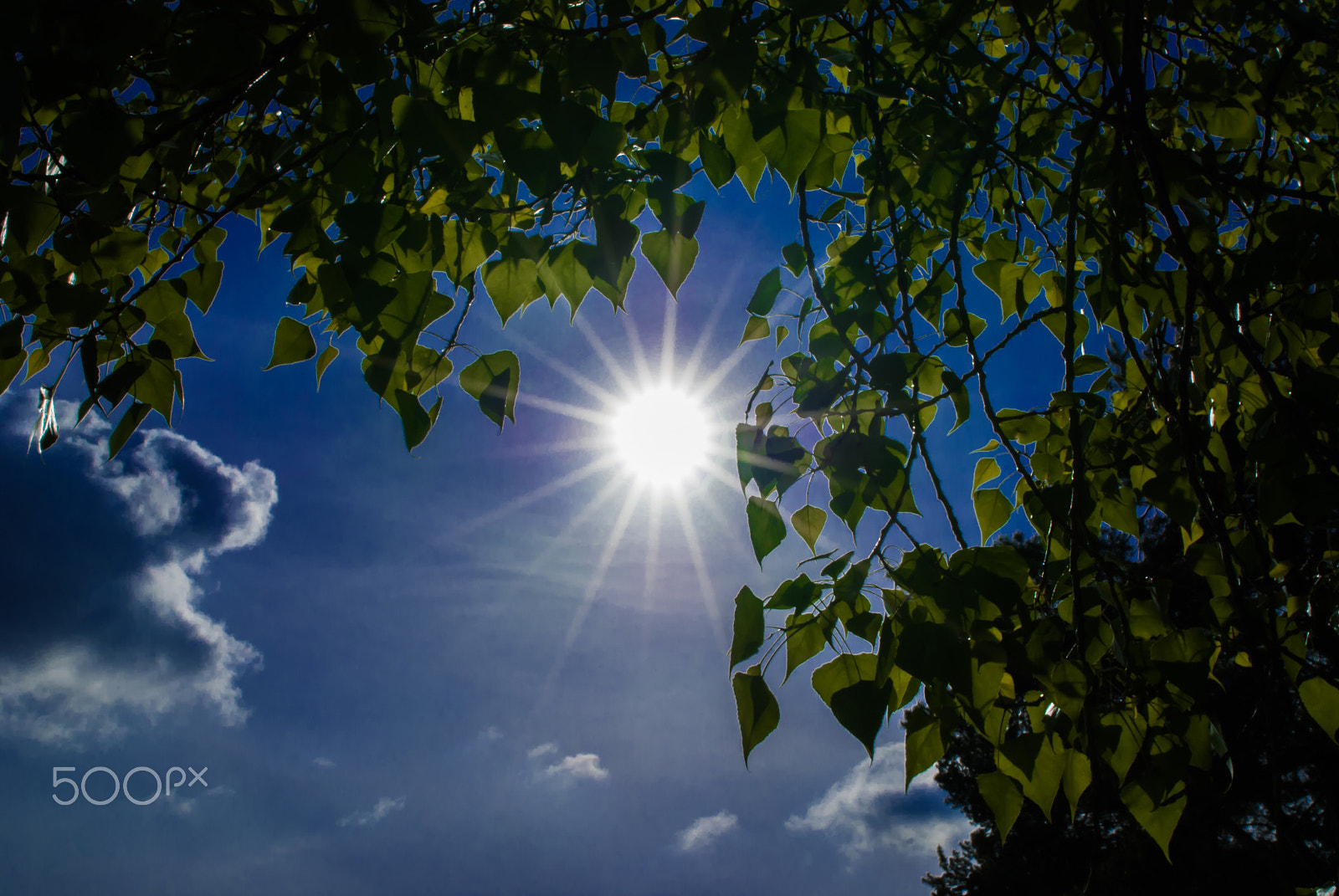 Nikon D80 sample photo. Sun on blue sky photography