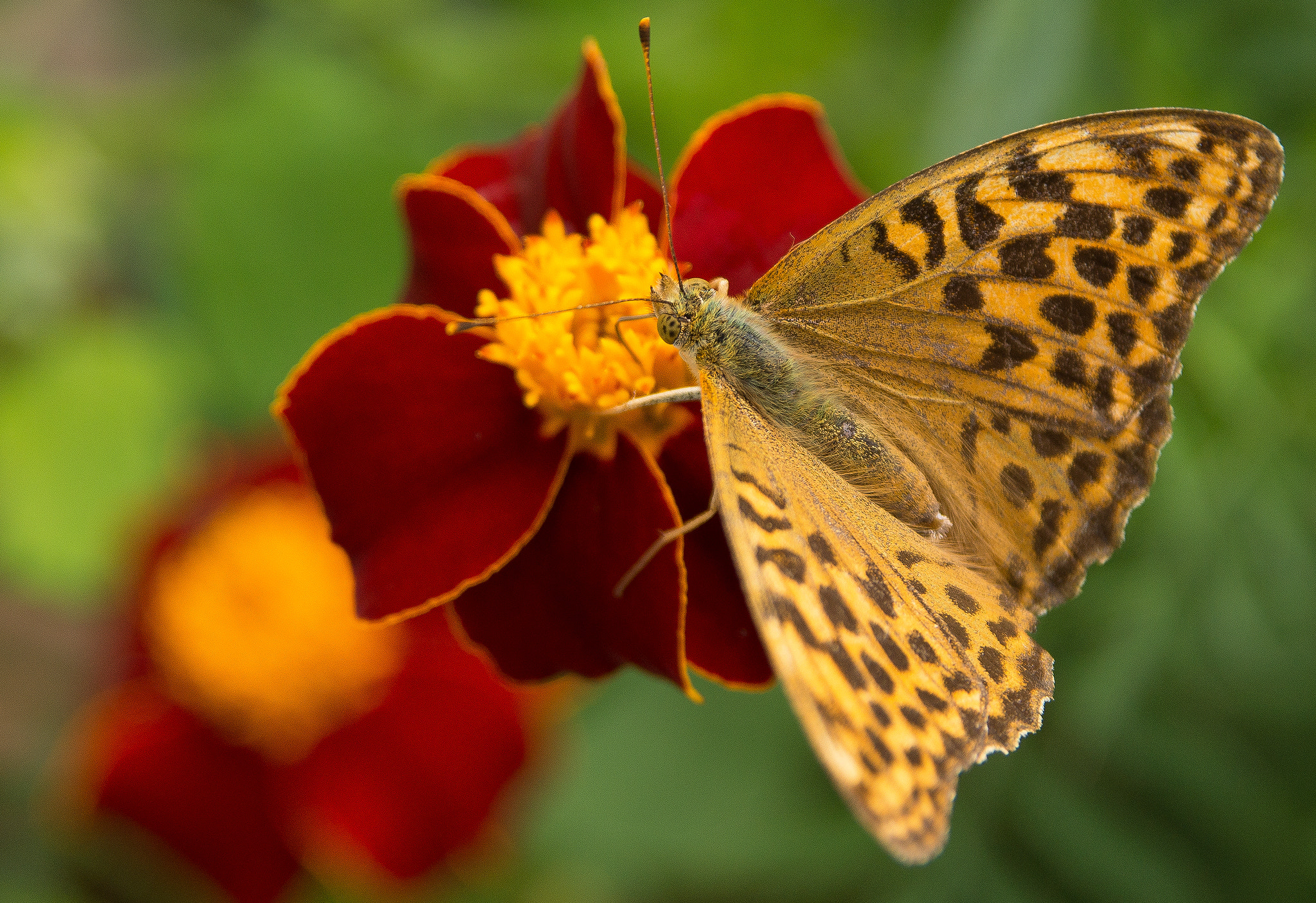 Sony SLT-A77 + Sigma 17-70mm F2.8-4.5 (D) sample photo. Fritillary photography