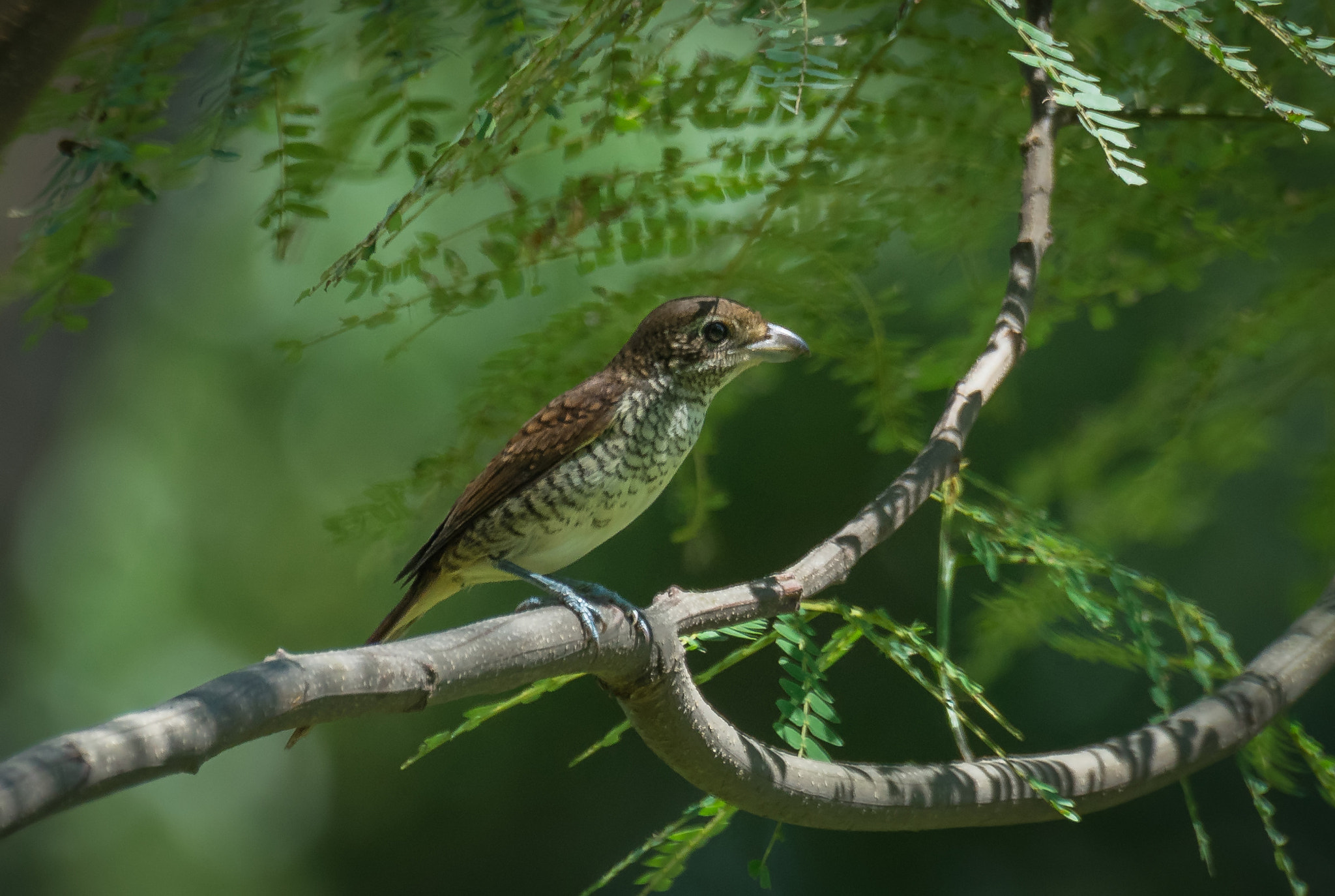 Sony 70-400mm F4-5.6 G SSM II sample photo