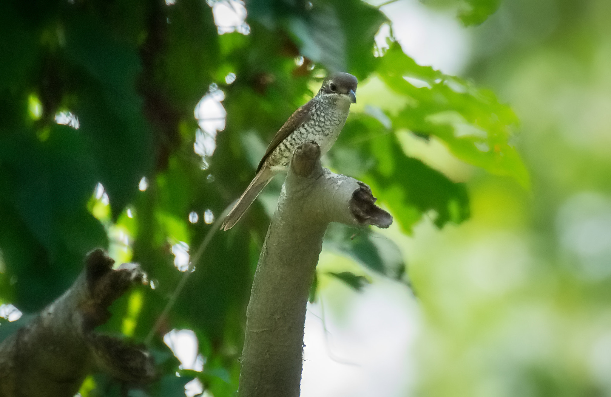 Sony 70-400mm F4-5.6 G SSM II sample photo
