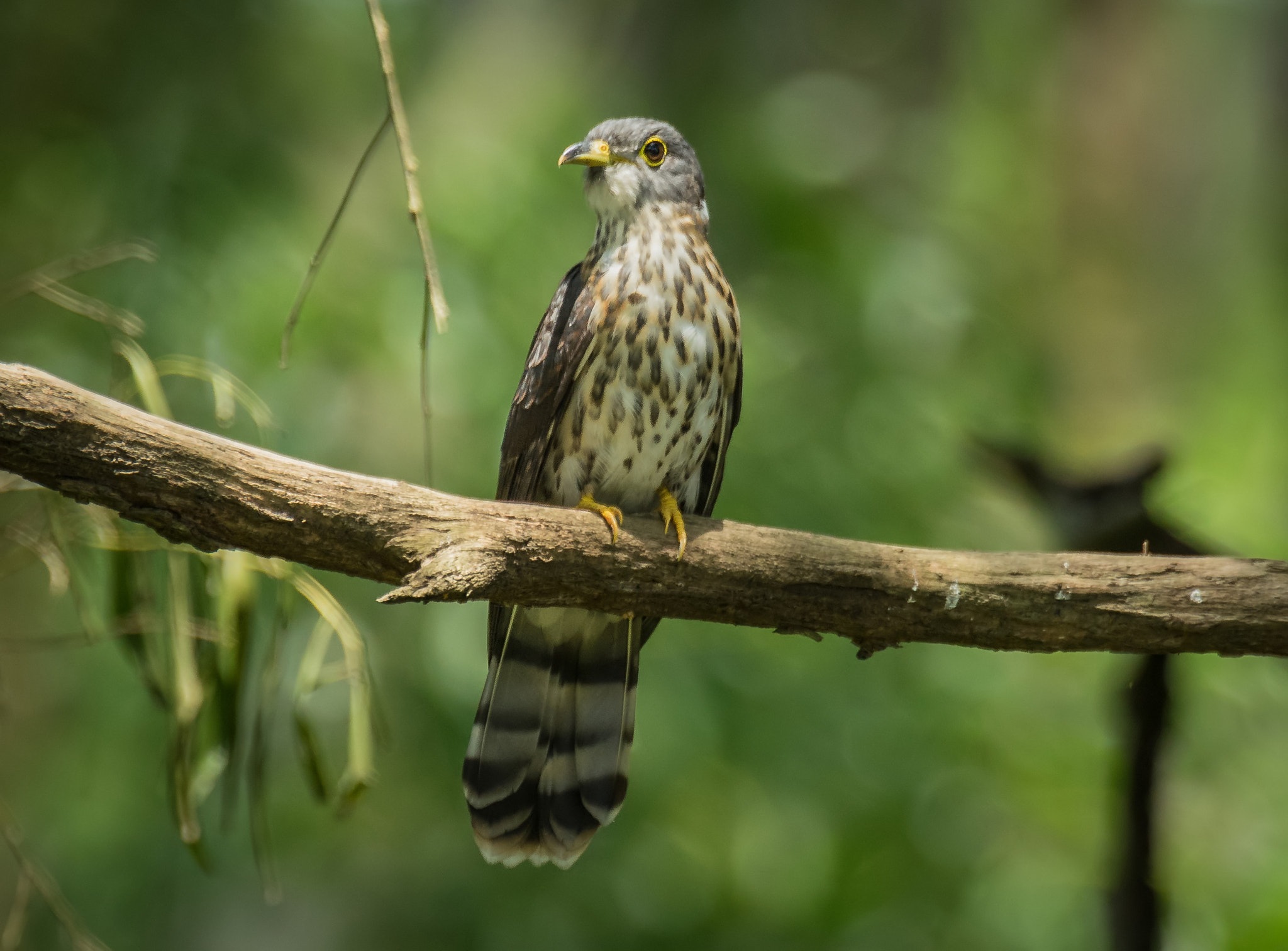 Sony 70-400mm F4-5.6 G SSM II sample photo