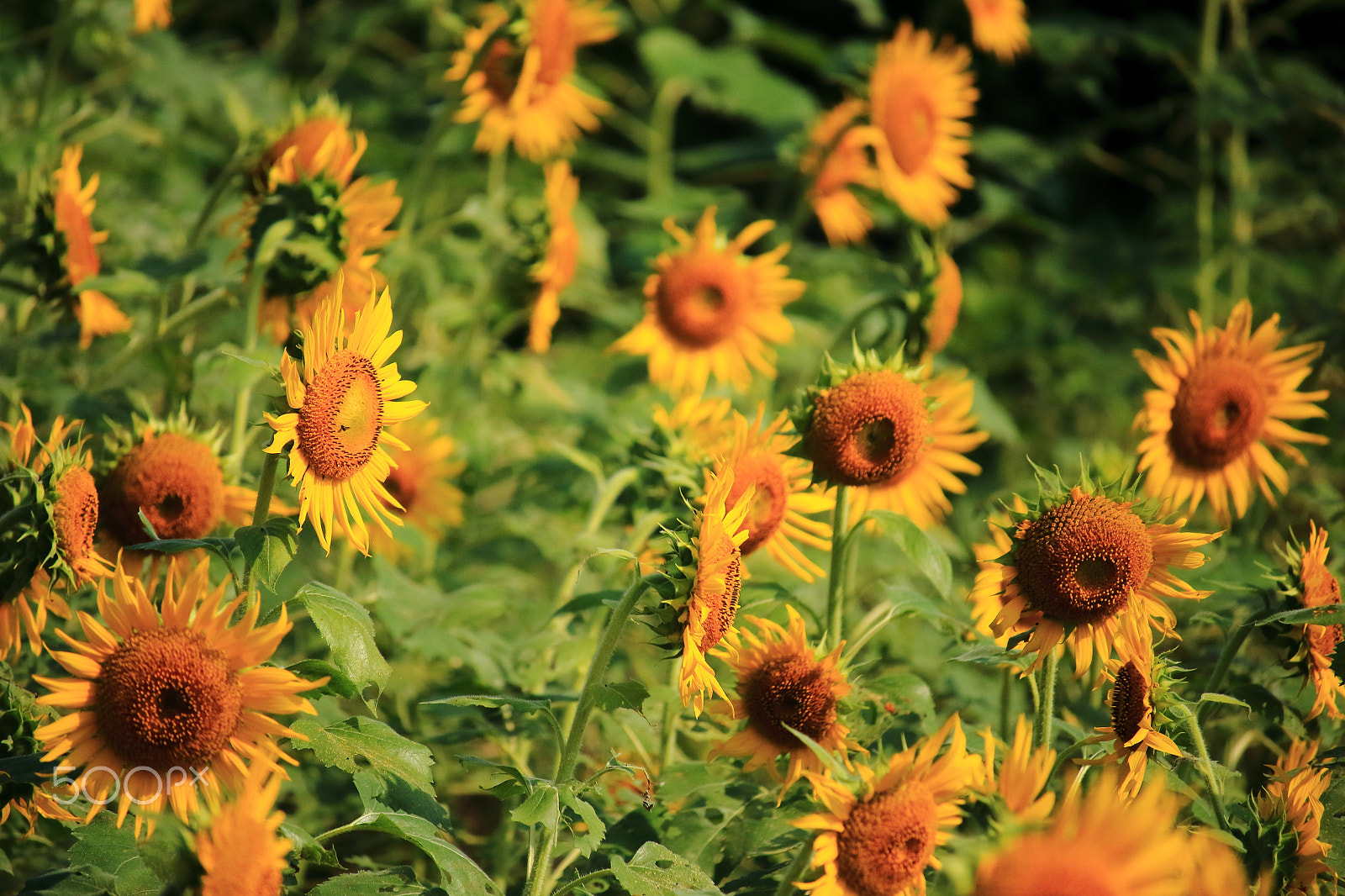Canon EOS 700D (EOS Rebel T5i / EOS Kiss X7i) sample photo. Sunflowers photography