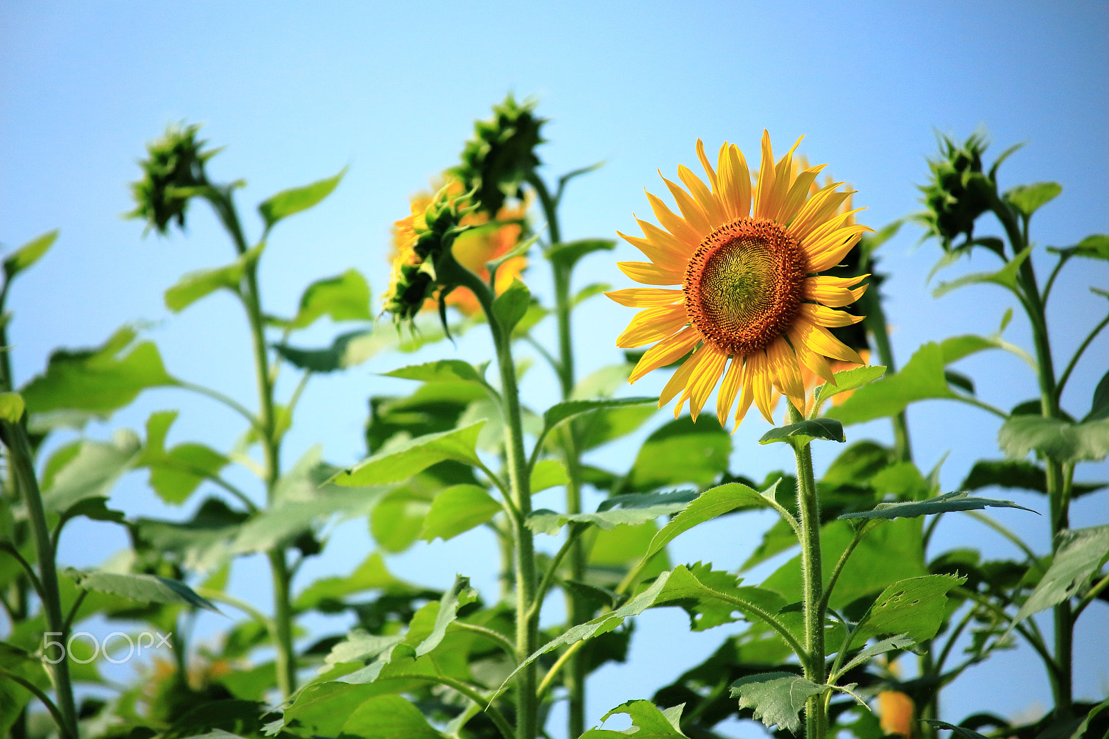 Canon EOS 700D (EOS Rebel T5i / EOS Kiss X7i) sample photo. Sunflowers photography