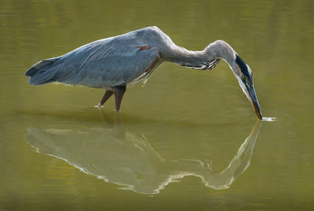 Sony a7S sample photo. Great blue heron photography